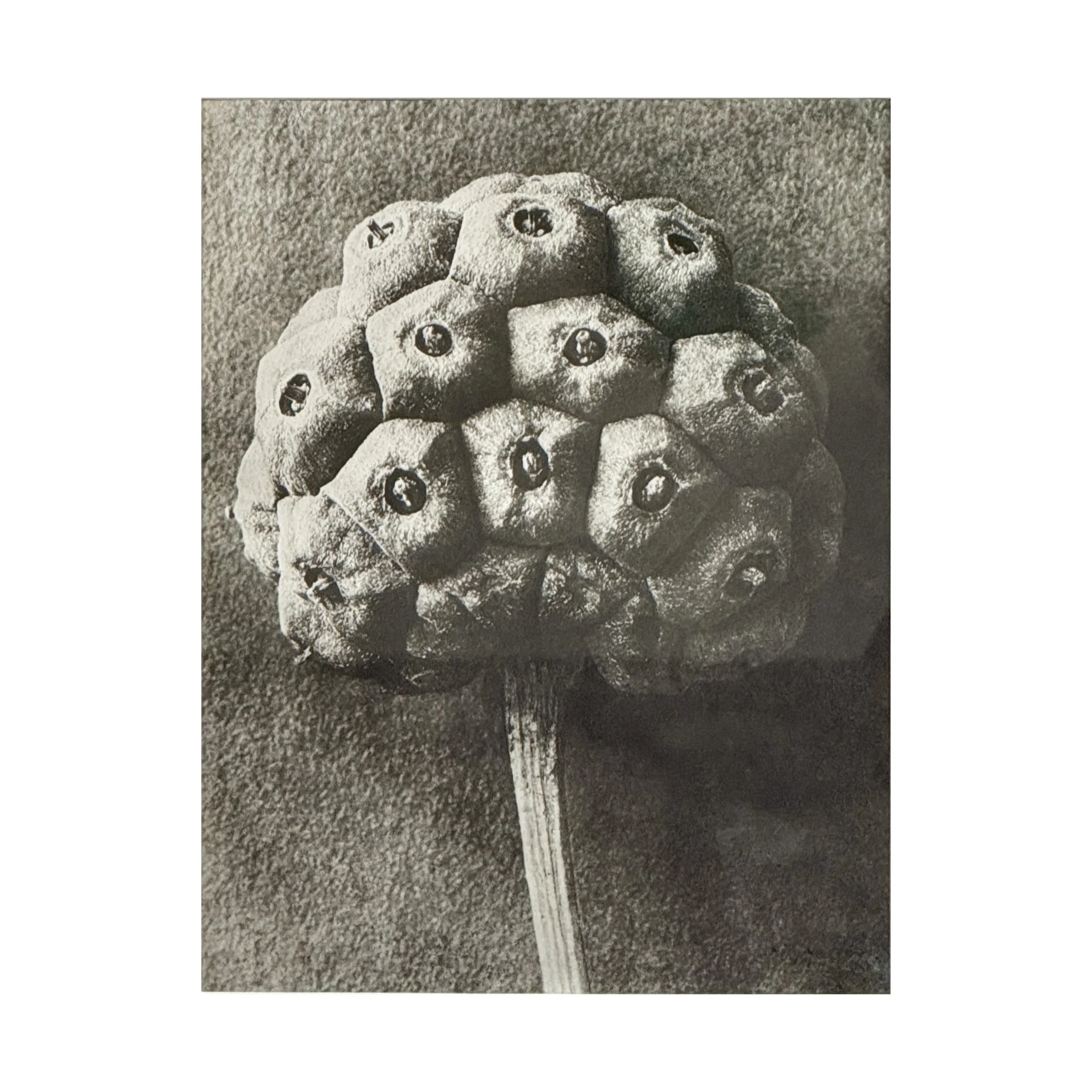 760 DOGWOOD SEED BLOSSFELD_2_web.JPG