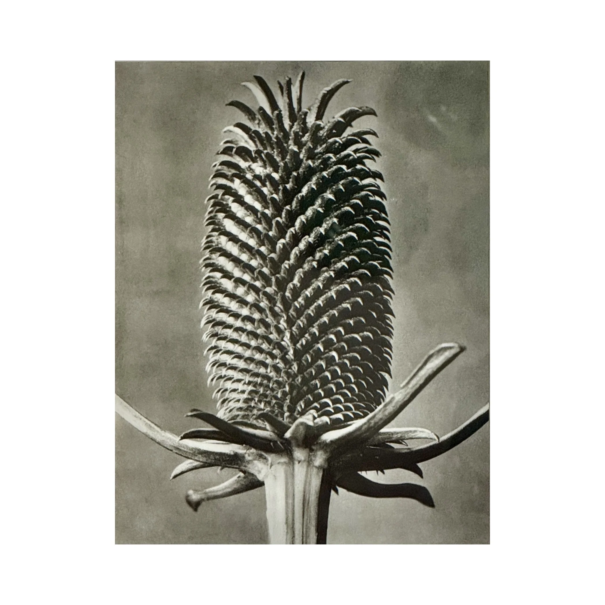 761 TEASEL BLOSSFELD_1_web.JPG