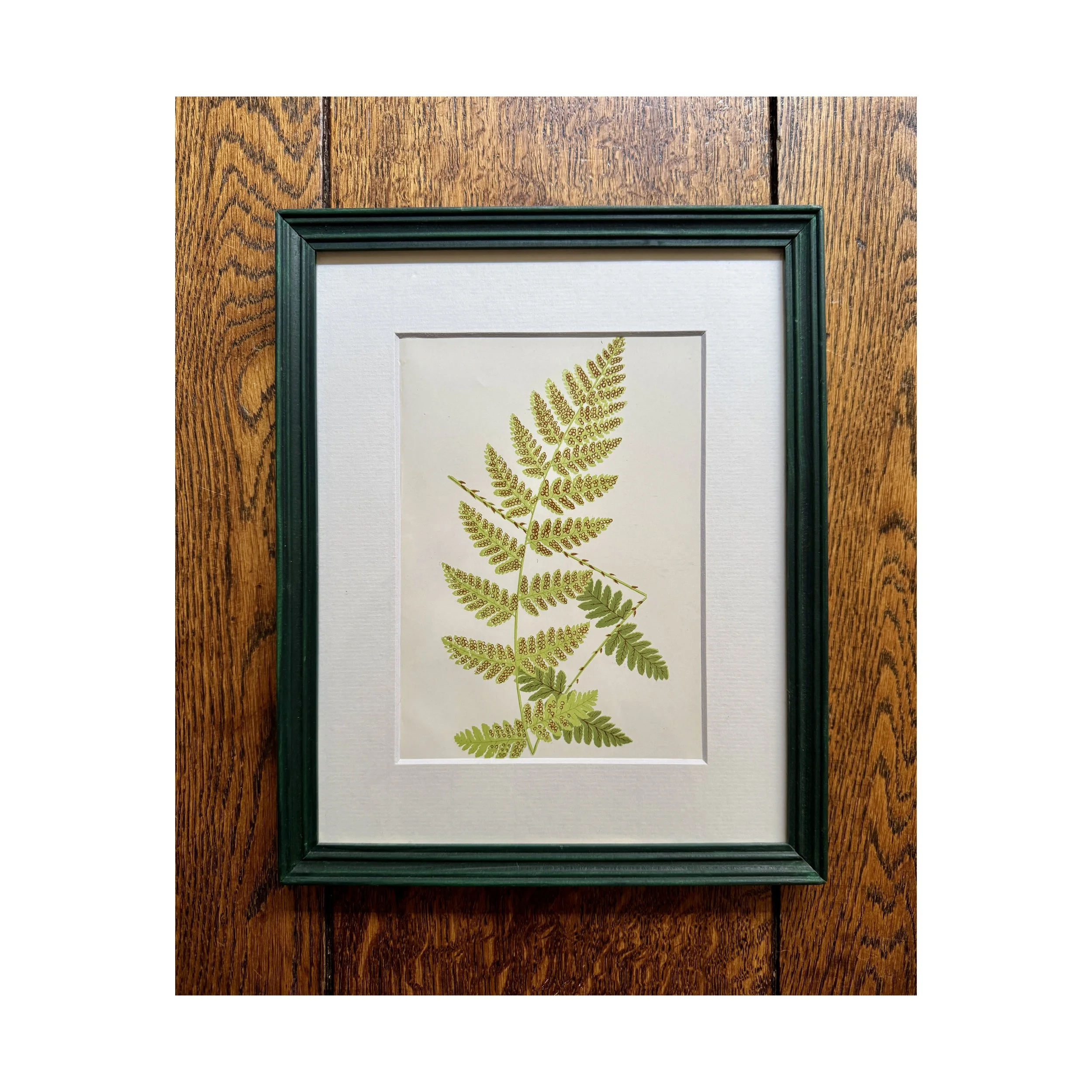 734 Fern Botanical 1_web.JPG