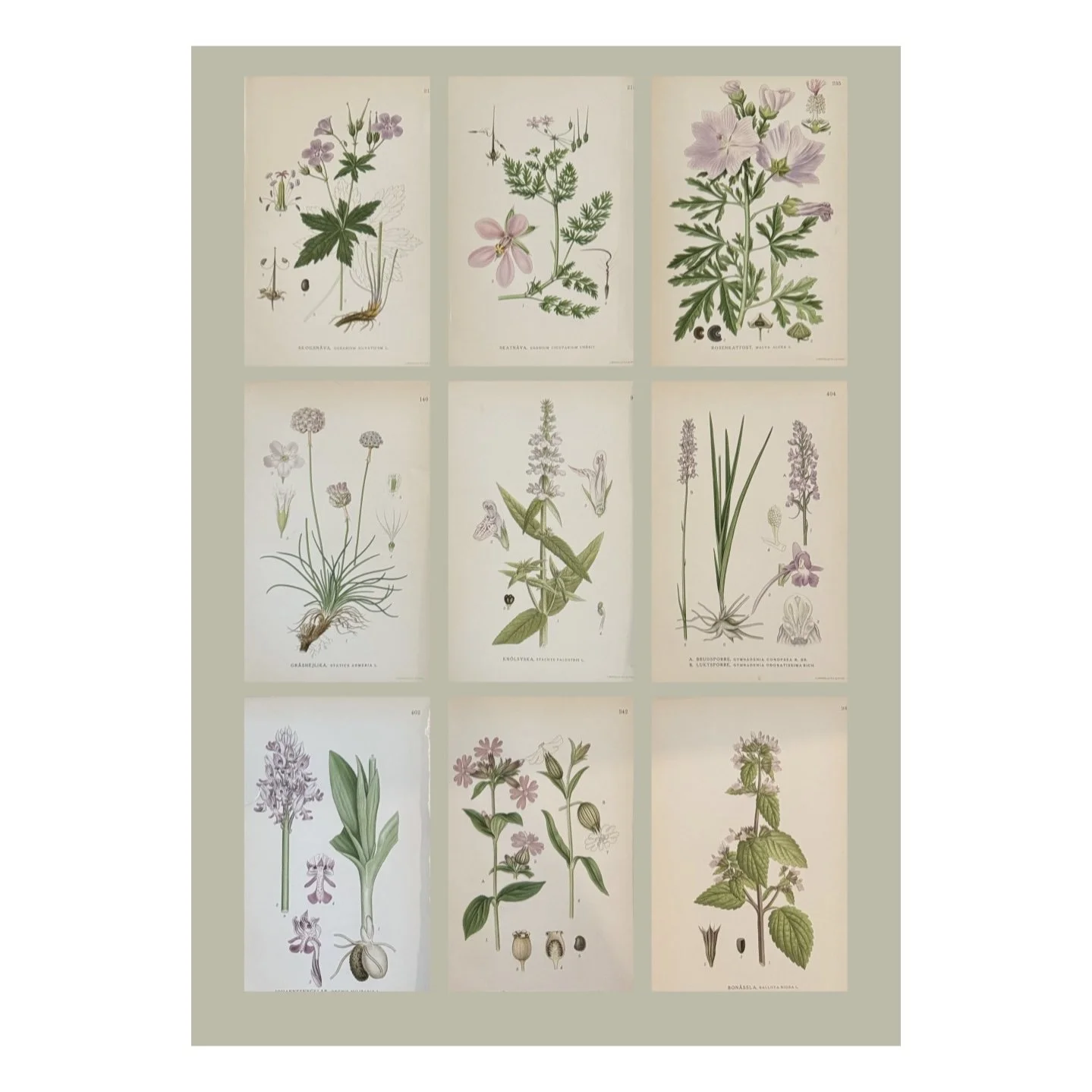 antique botanicals vintage art botany flowers floral