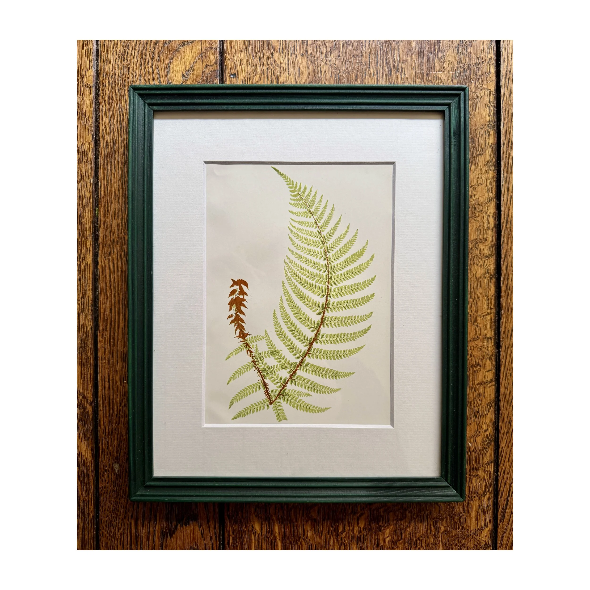 736 Fern Botanical 3_1_web.JPG