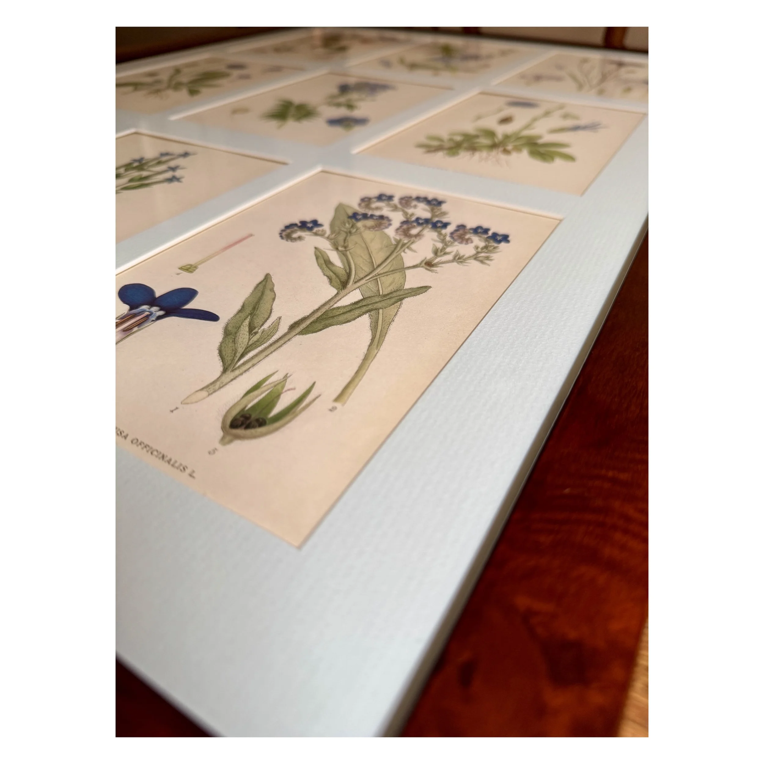 Botanical antique prints set of 9_2_web.JPG