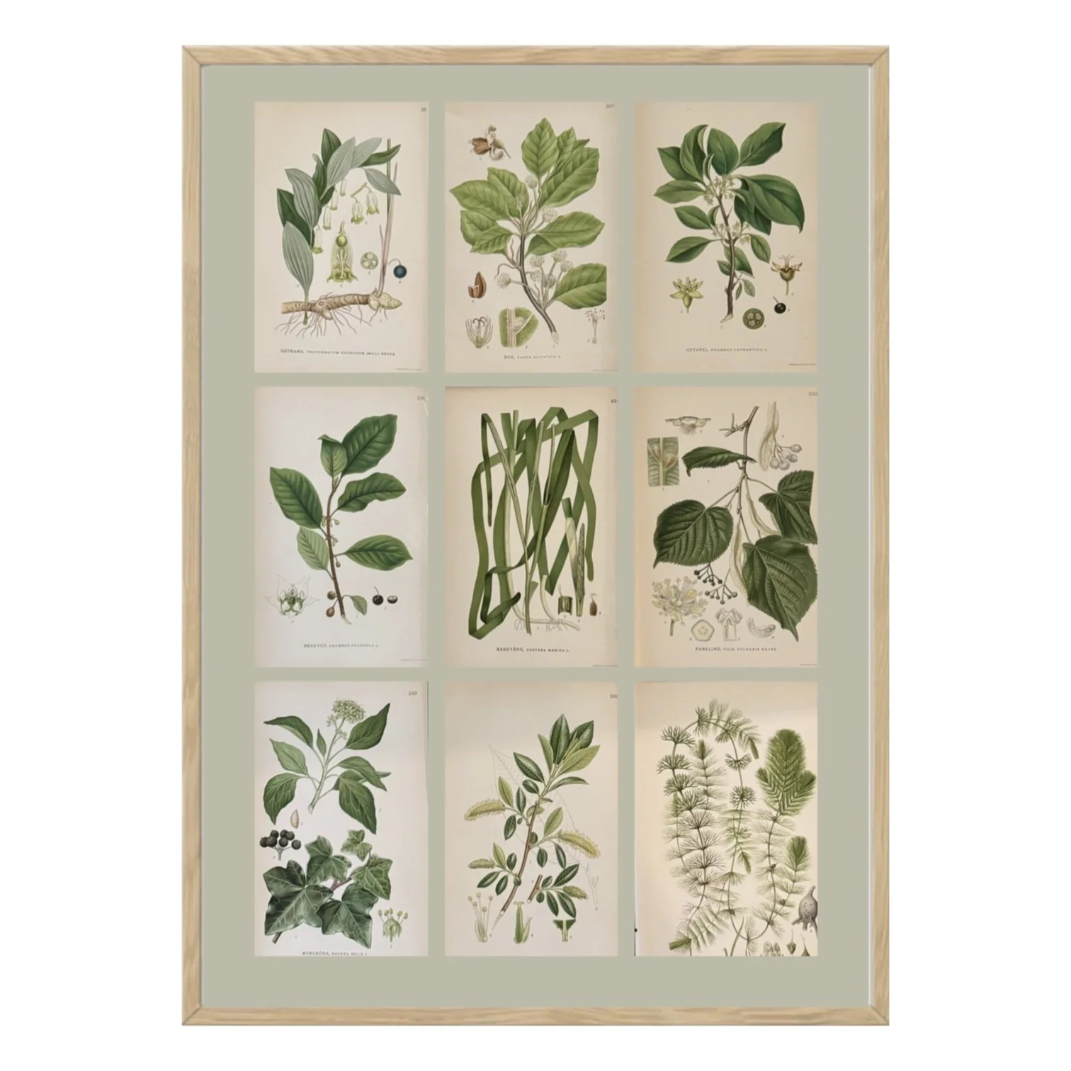 antique botanicals vintage art botany flowers floral