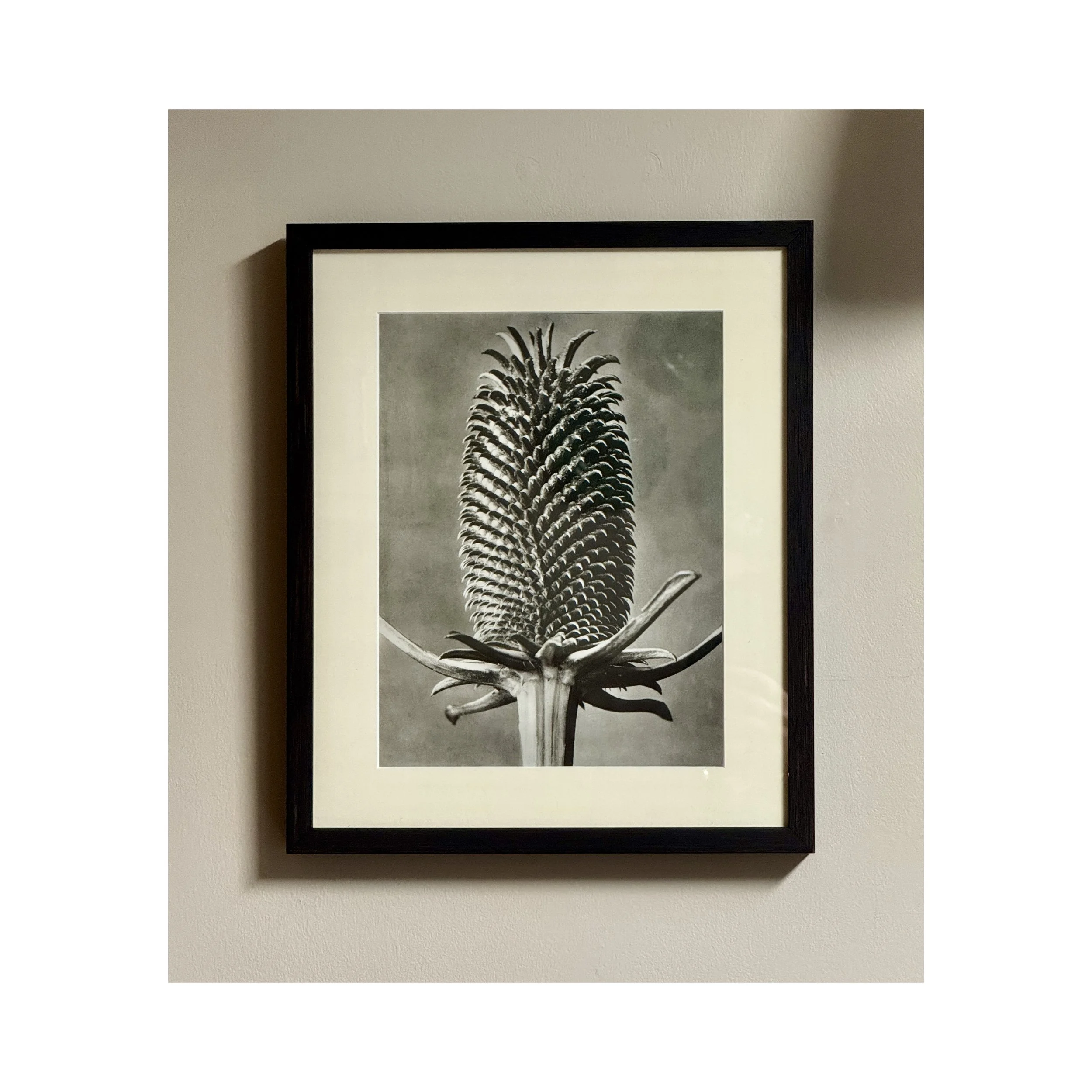 761 TEASEL BLOSSFELD_2_web.JPG