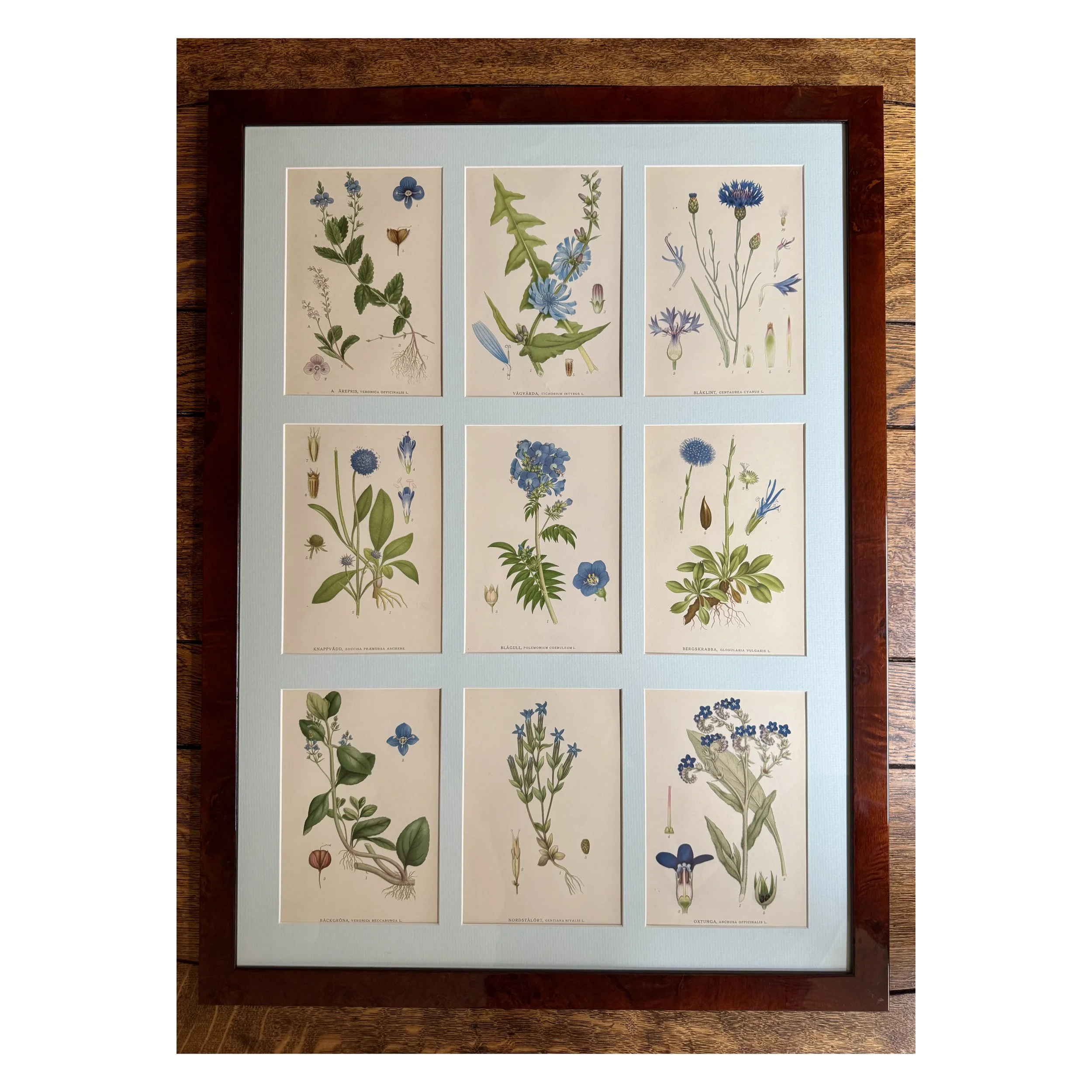 SET OF NINE BOTANICALS