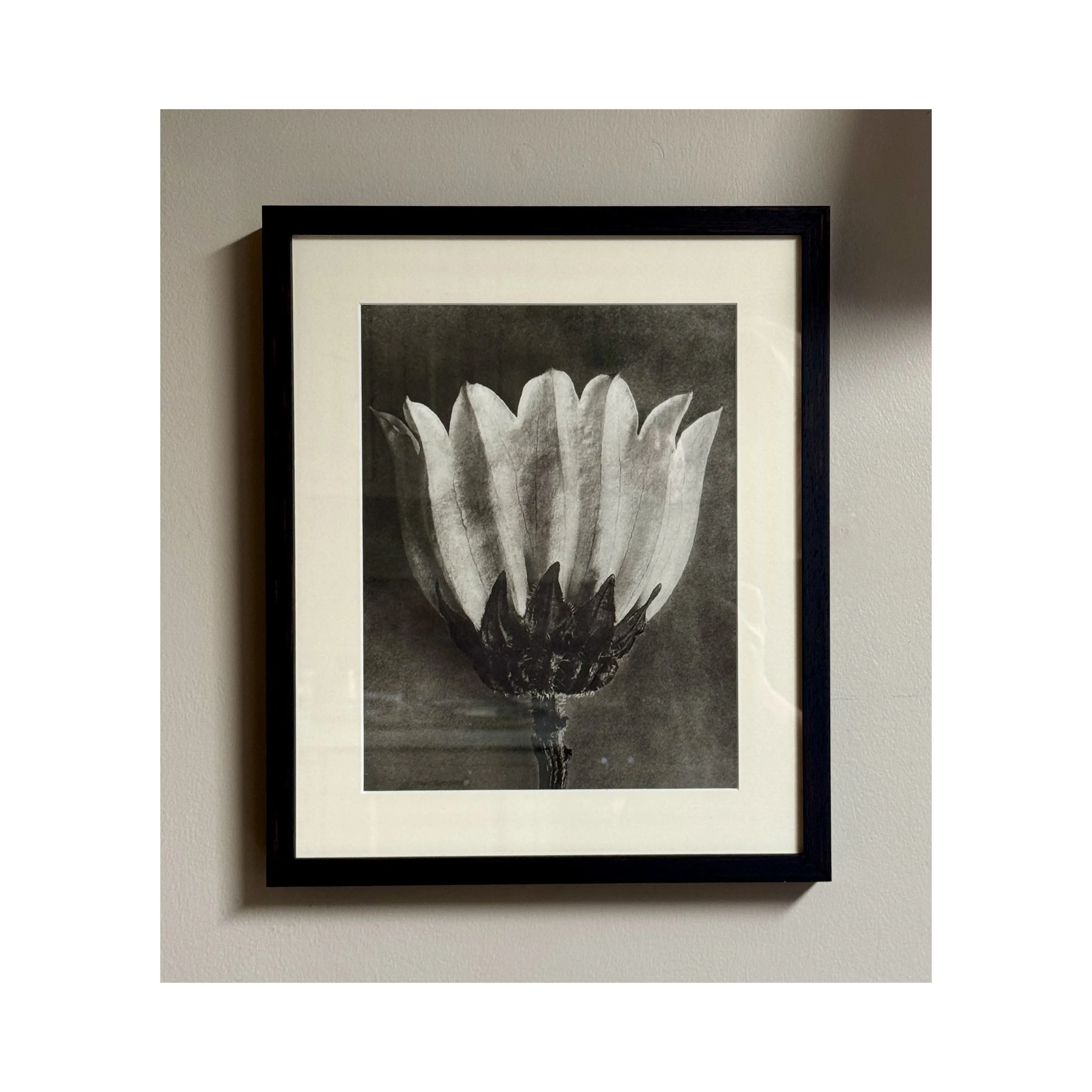 758 BELLFLOWER_BLOSSFELDT_1_web.JPG