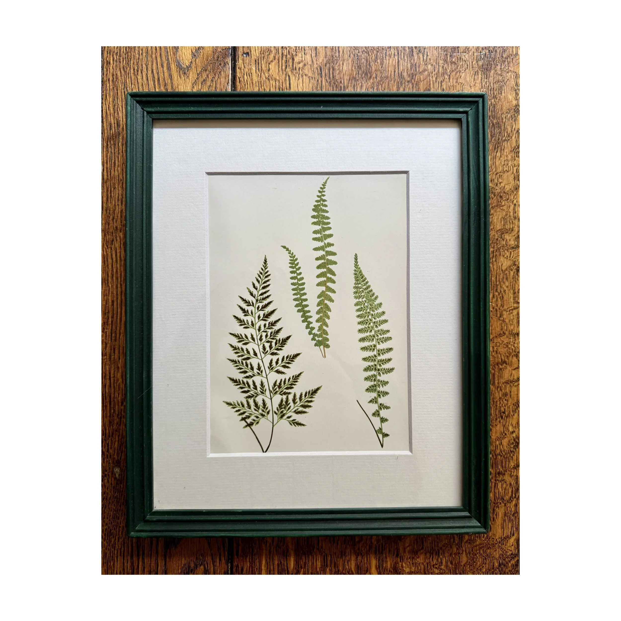 737 Fern Botanical 4_1_web.JPG