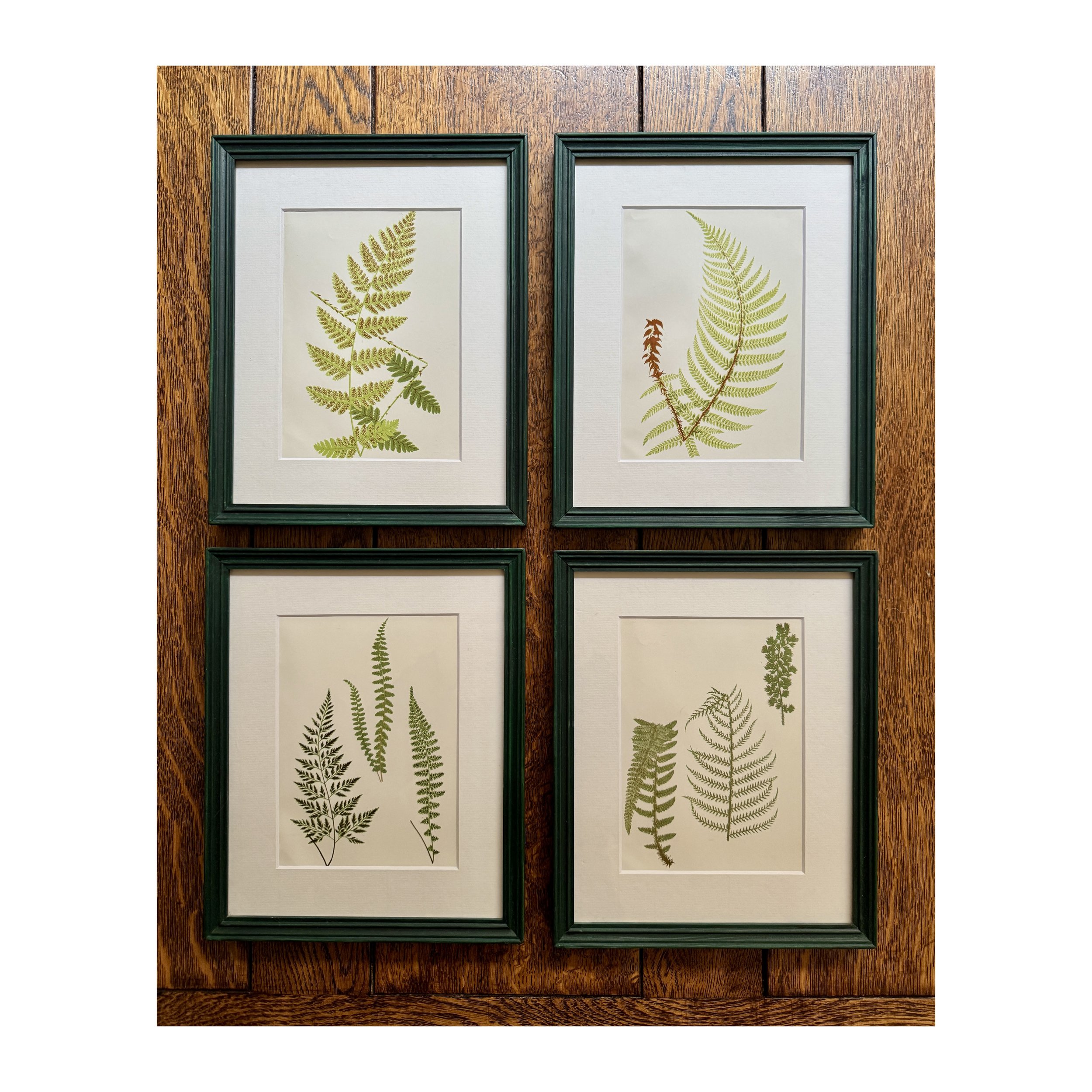 734-737 Fern Botanicals Group_web.JPG
