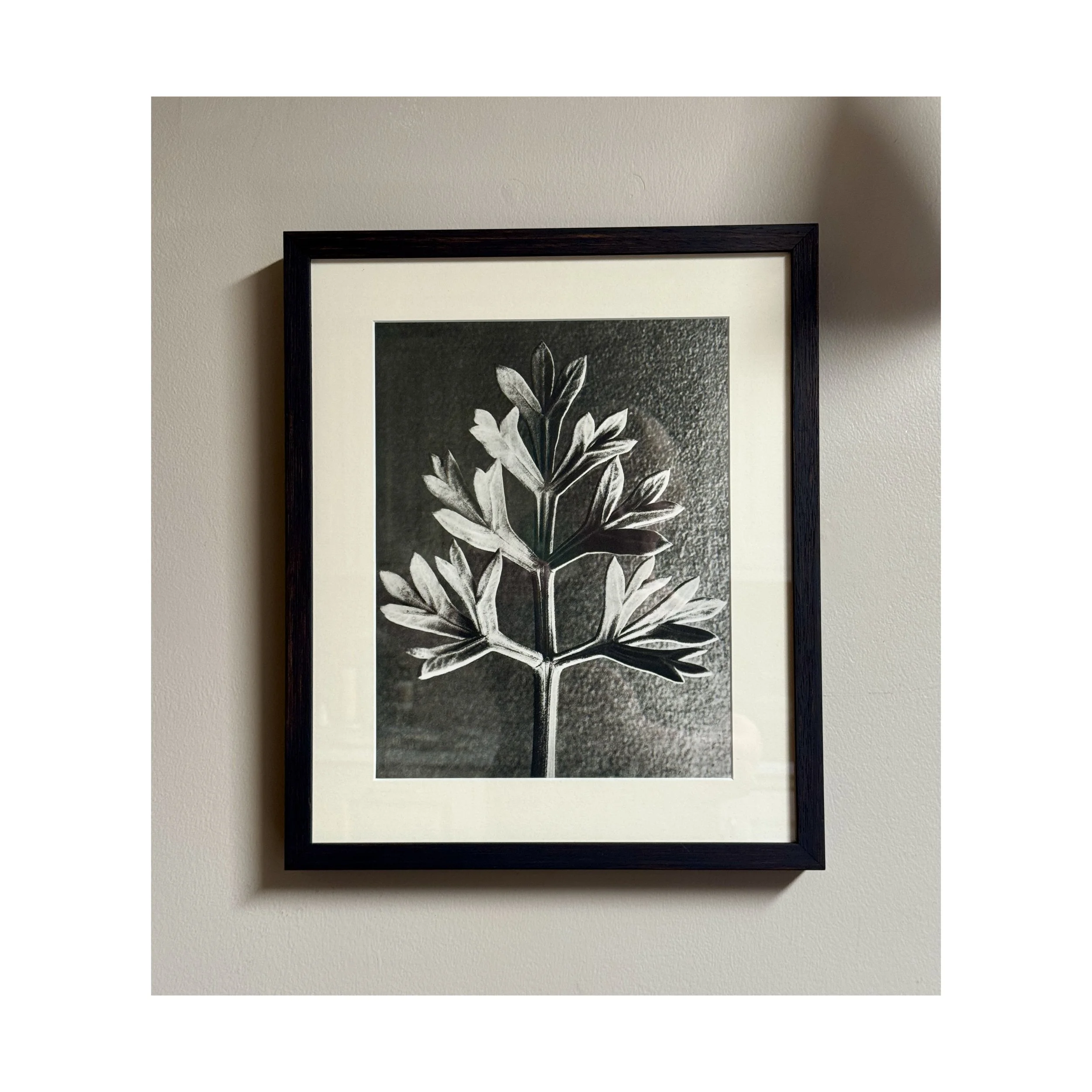 762 ARTEMISIA BLOSSFELD_1_web.JPG