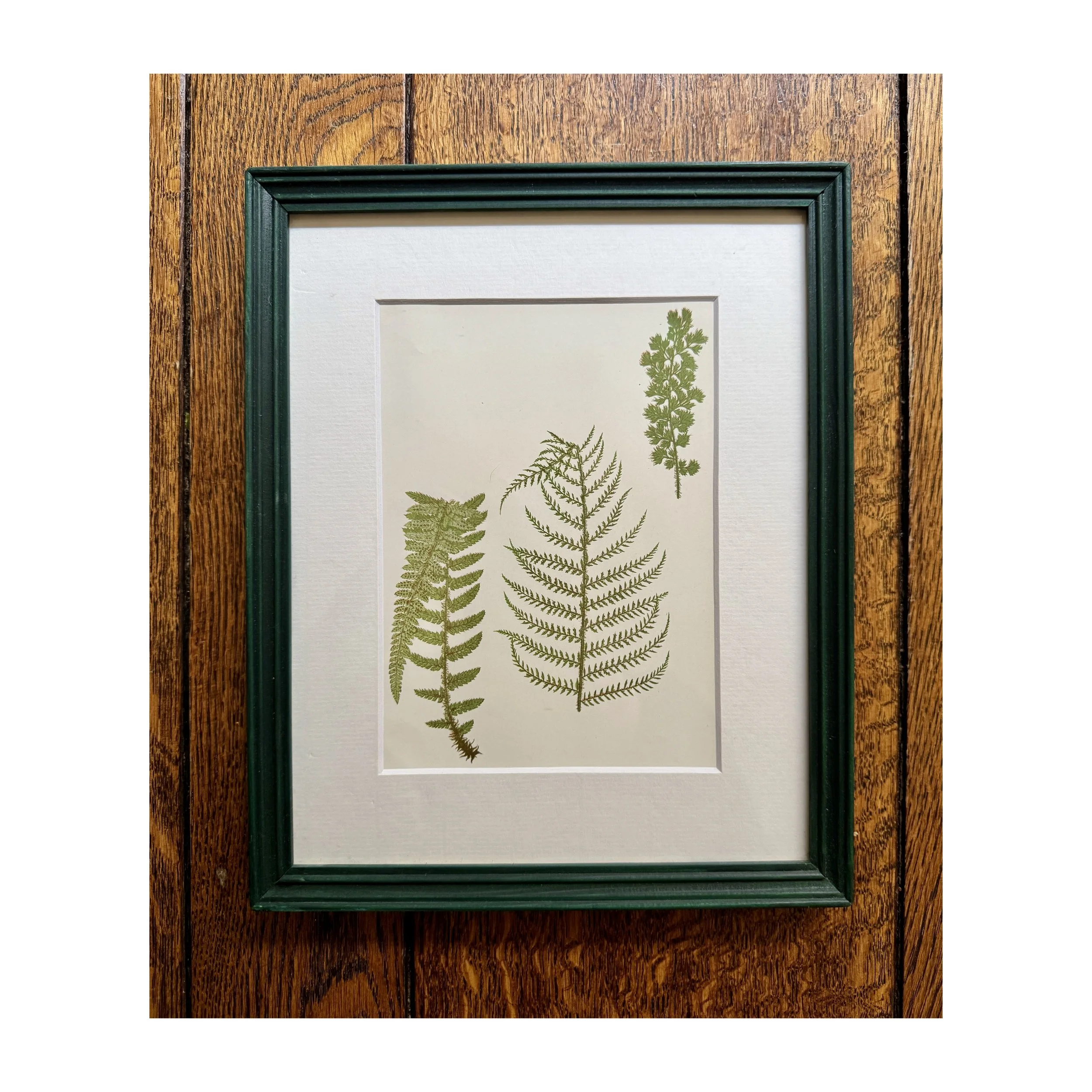 735 Fern Botanical 2_web.JPG