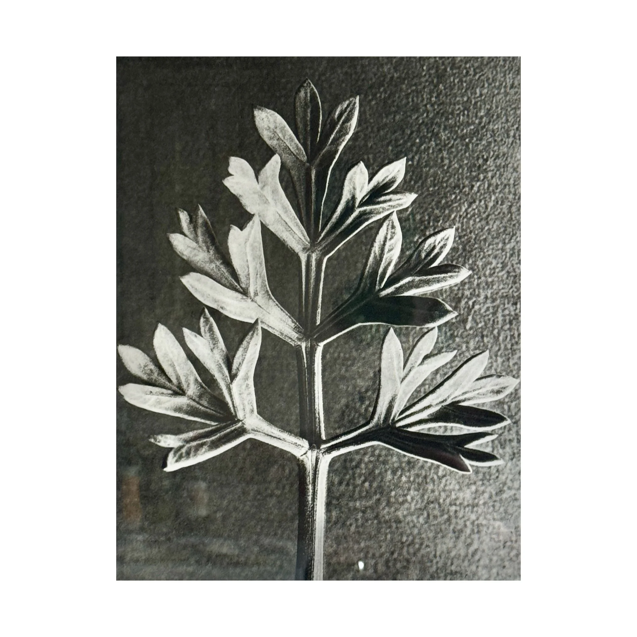 762 ARTEMISIA BLOSSFELD_2_web.JPG