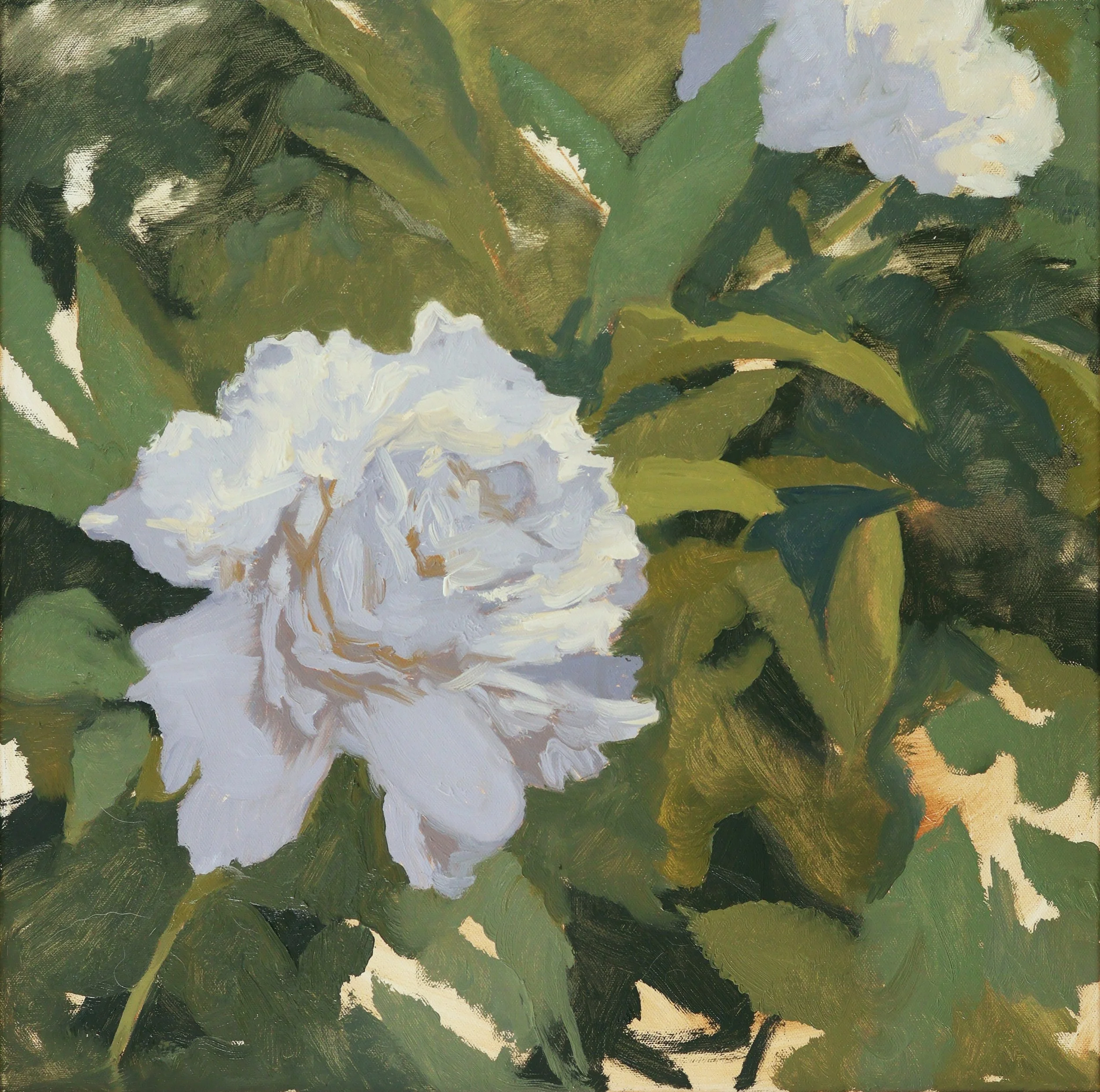 White Peony.jpg