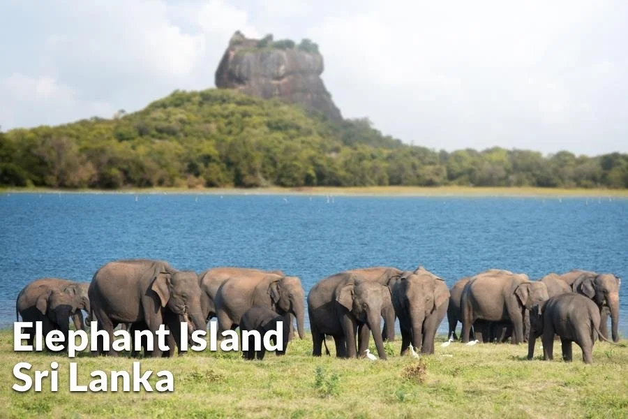 Elephant Island.jpeg