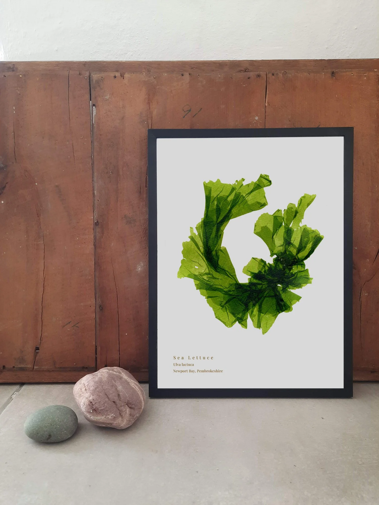 Fine art print of a Sea Lettuce seaweed shown framed in dark oak.