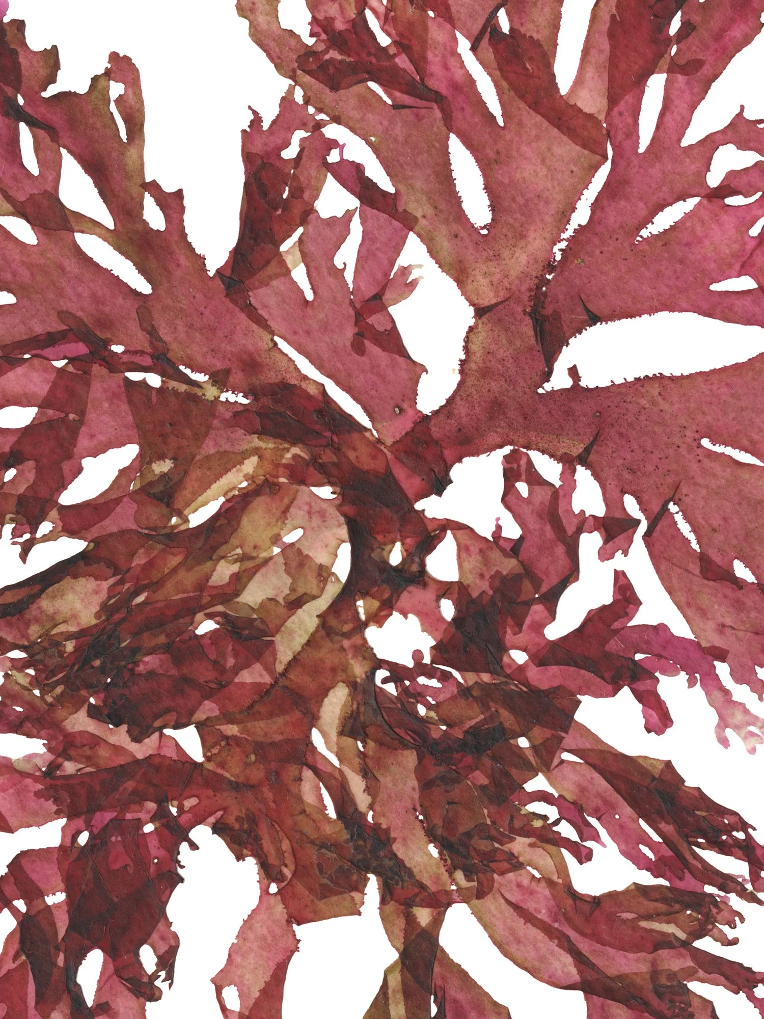 Detail taken from the Beautiful Fan Weed 10 print