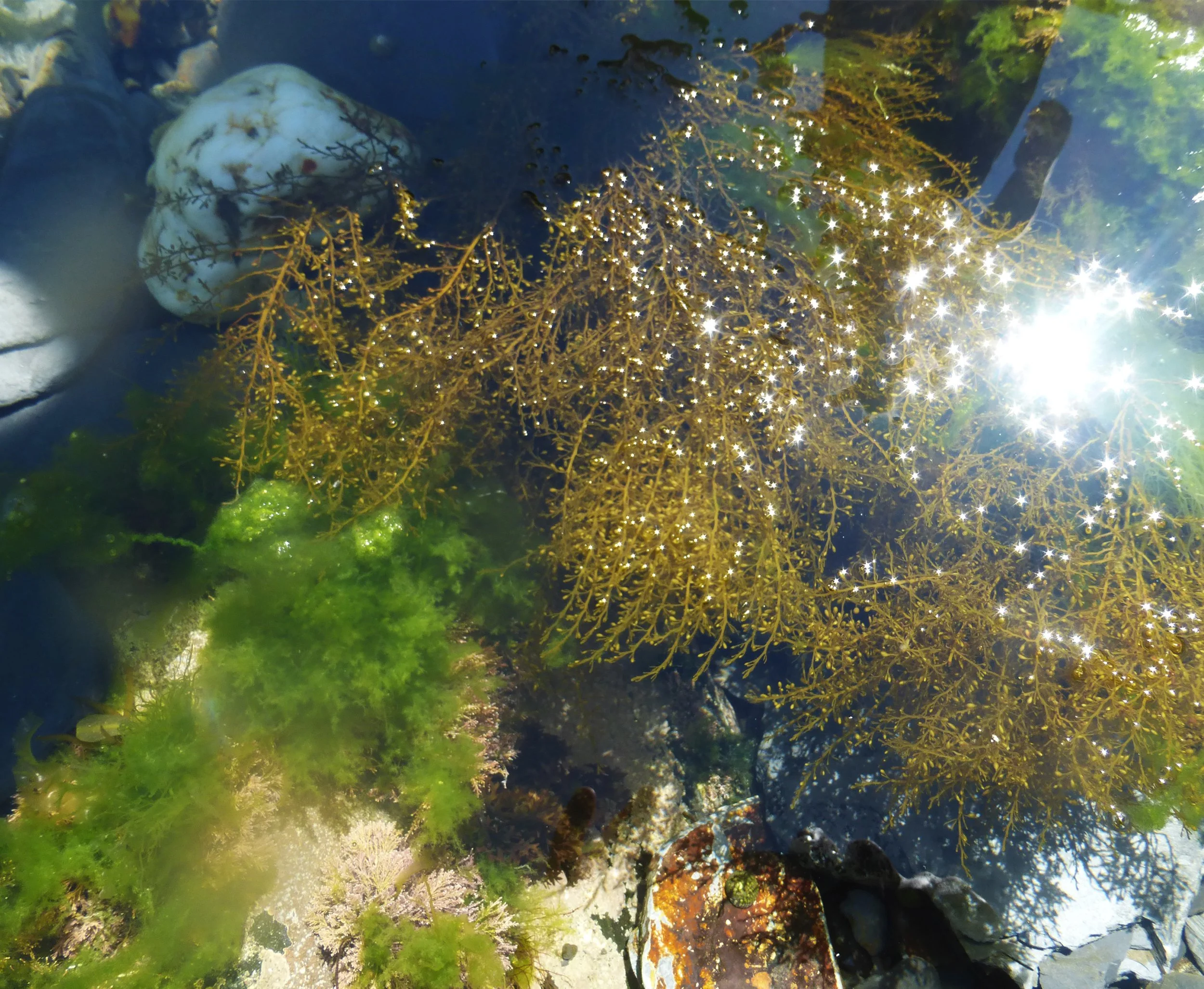 New Season, New Seaweed Prints