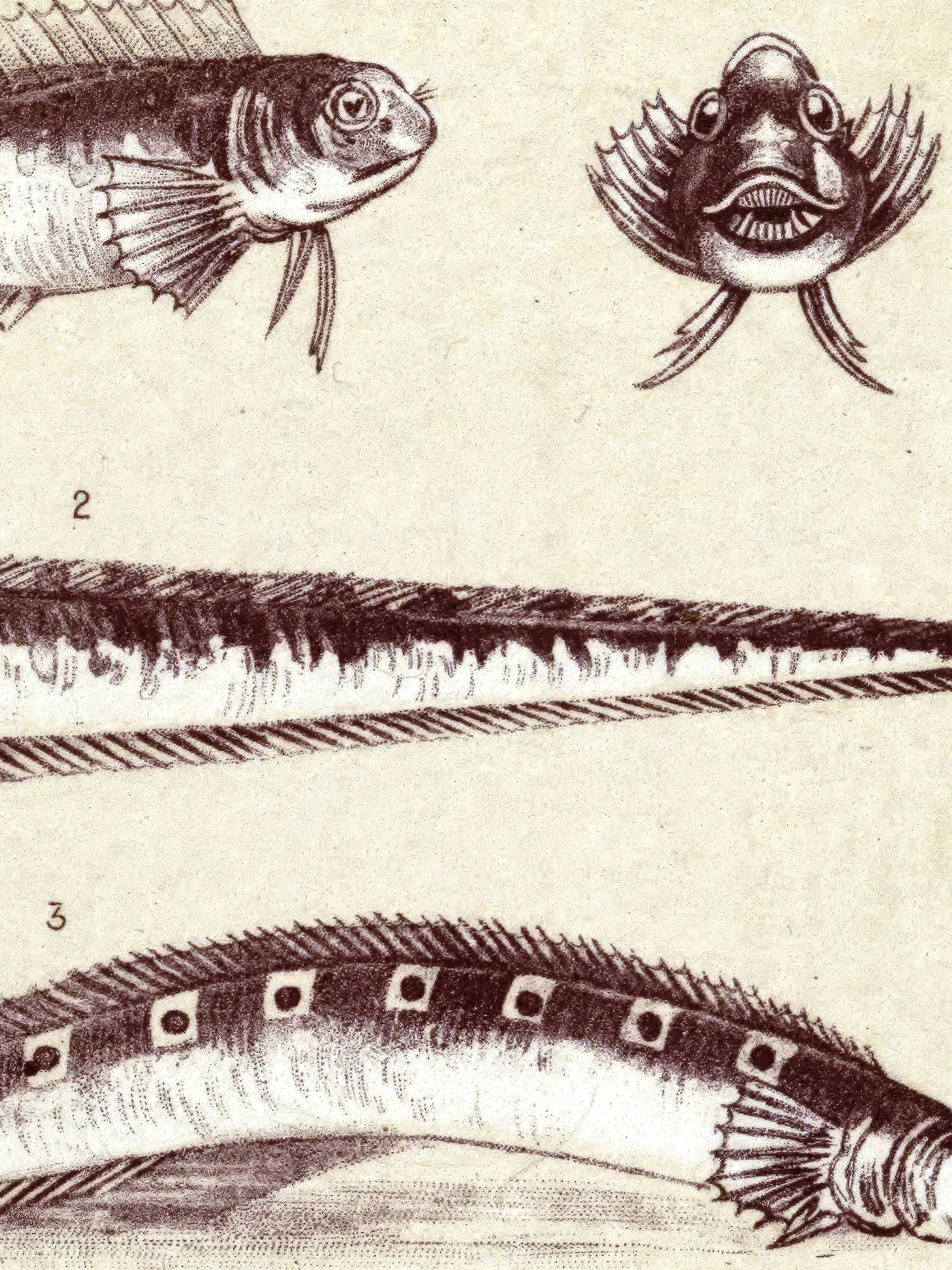 Detail taken from the fish plate print.