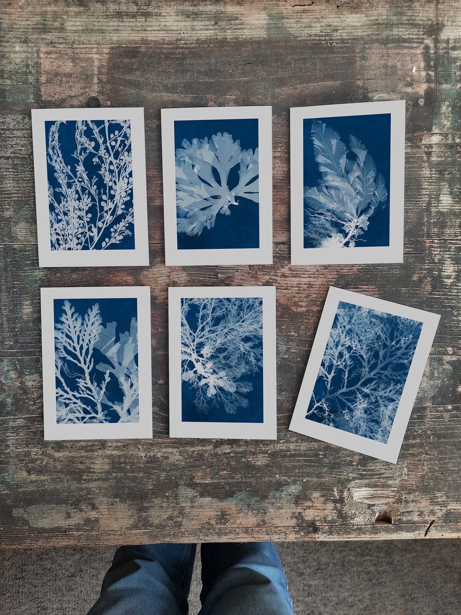 Cyanotype Seaweed Notecard sets