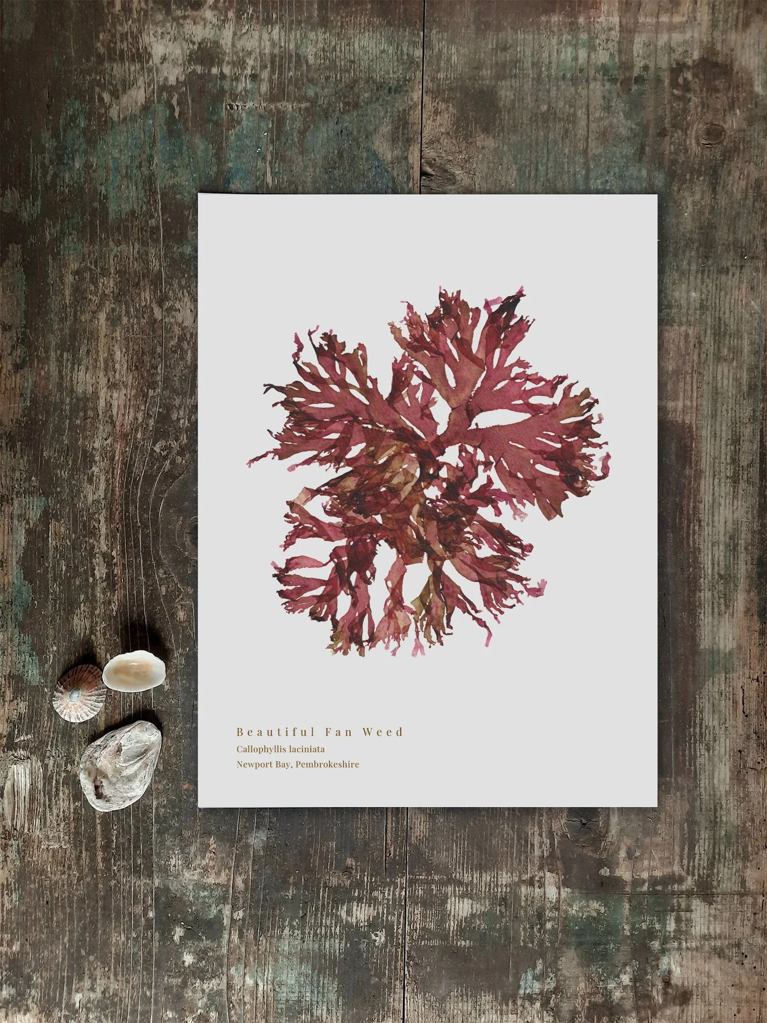 Fan Weed 10 print shown atop an old sailors wooden chest