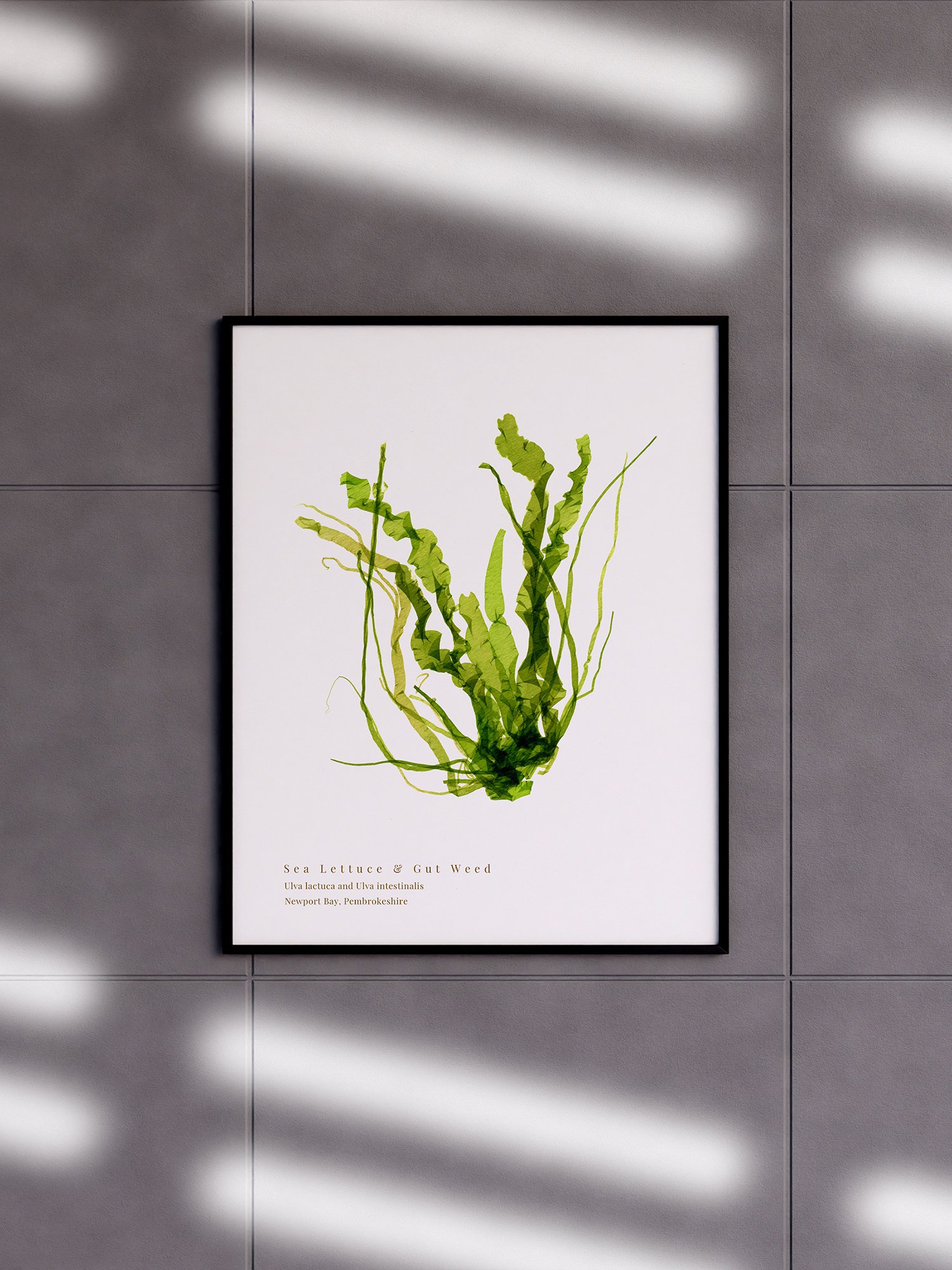 Sea lettuce and Gut Weed seaweed print, shown framed in a contemporary room setting.