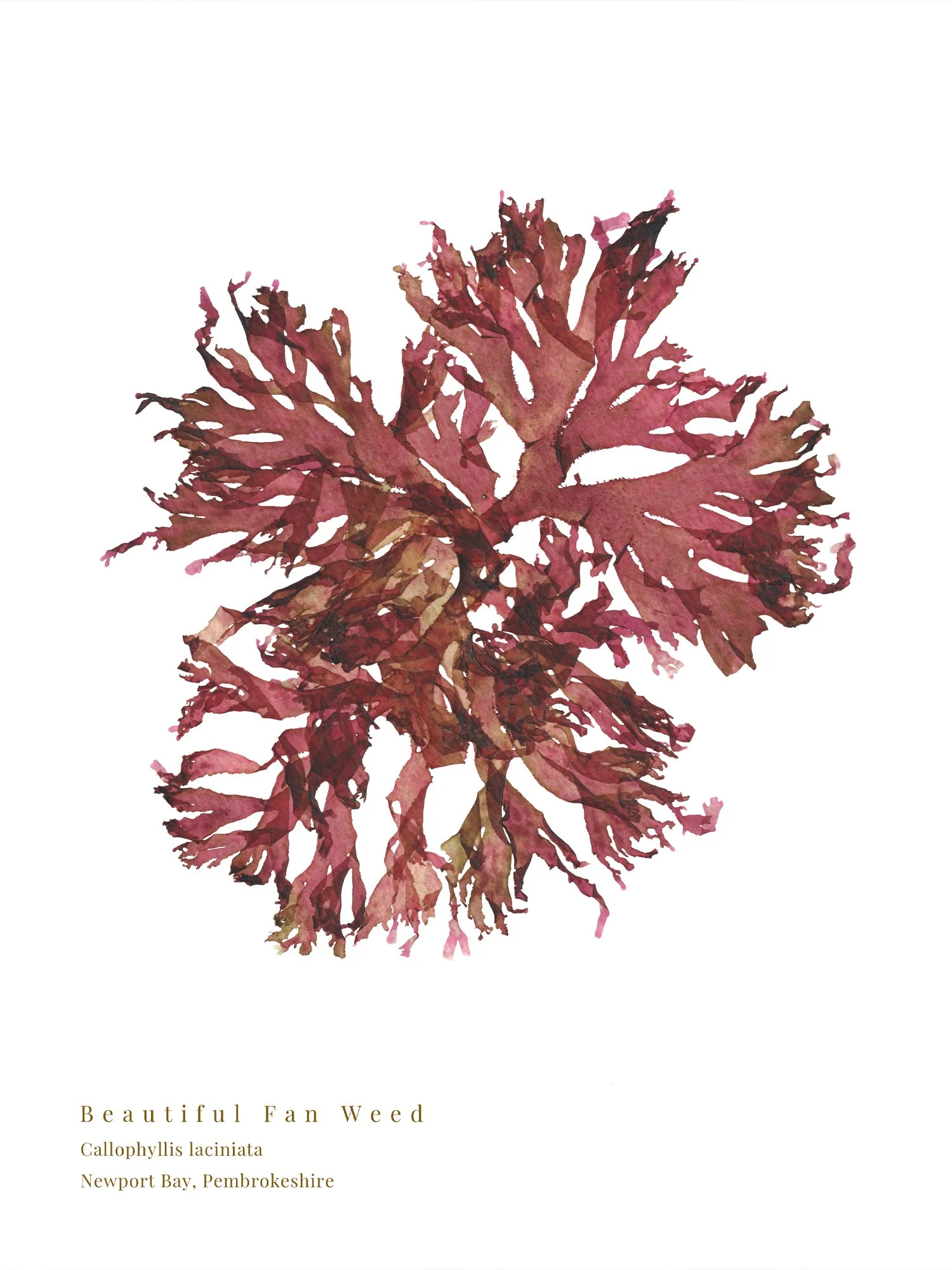 Beautiful Fan Weed 10 print