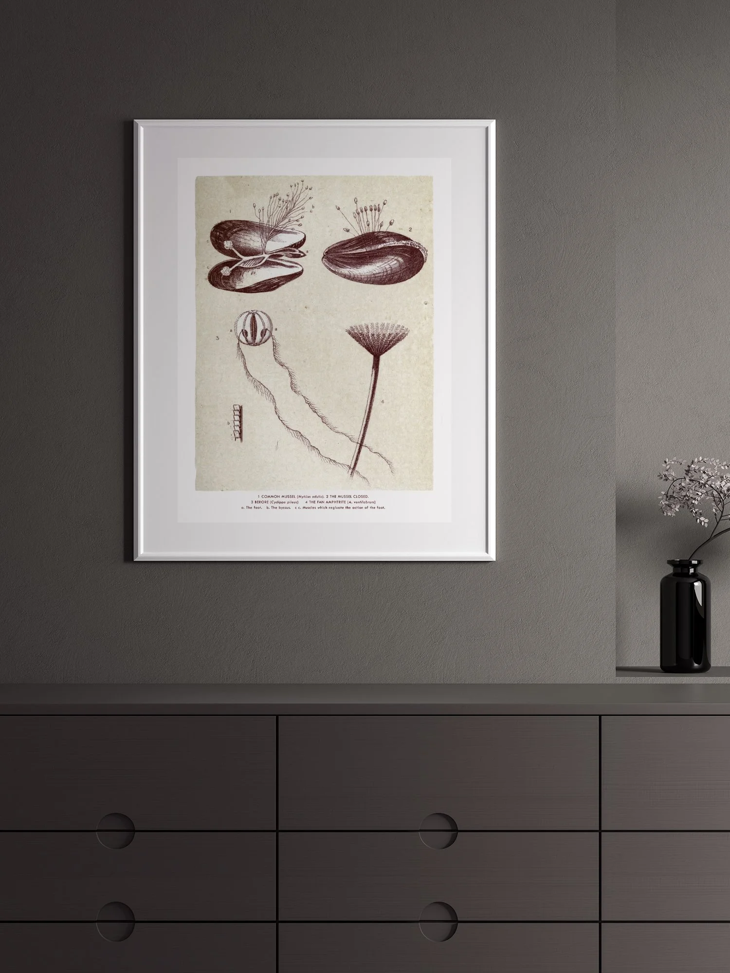 Mussels plate print from Glimpses Of Ocean Life shown framed