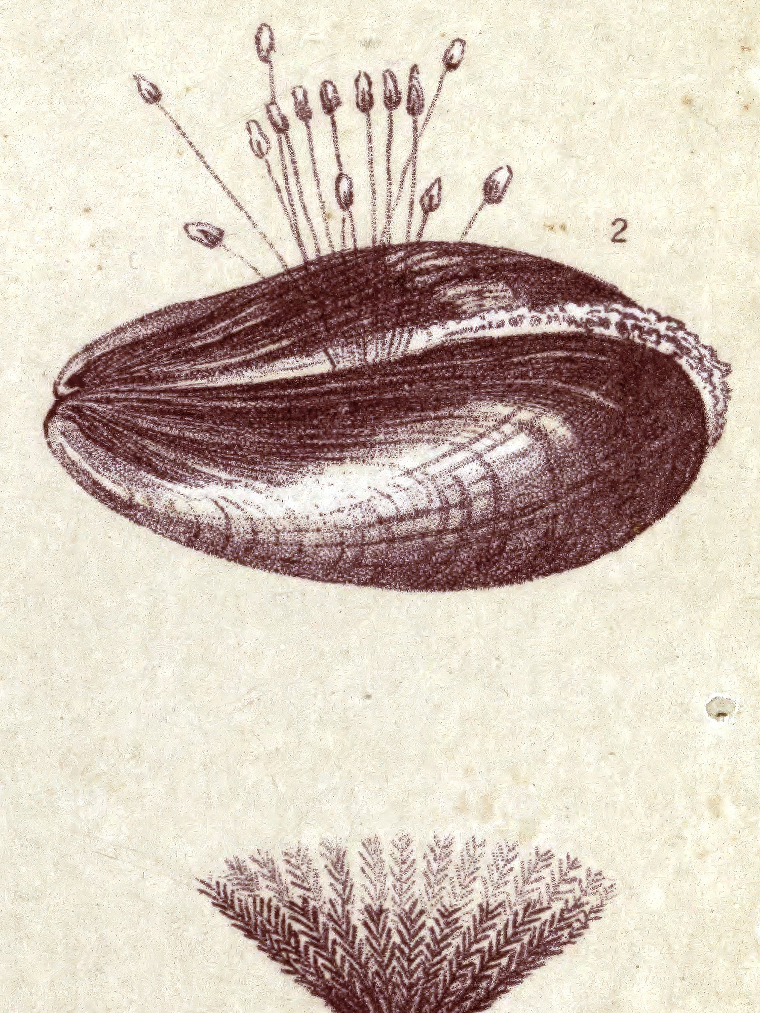 Detail taken from the Mussels plate print.