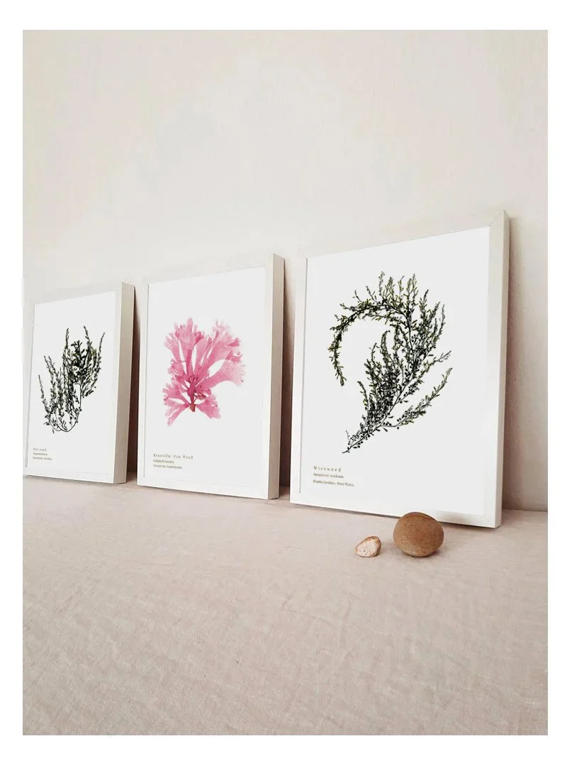 Our best selling seaweed prints from December 2025 - sold as a set of three.