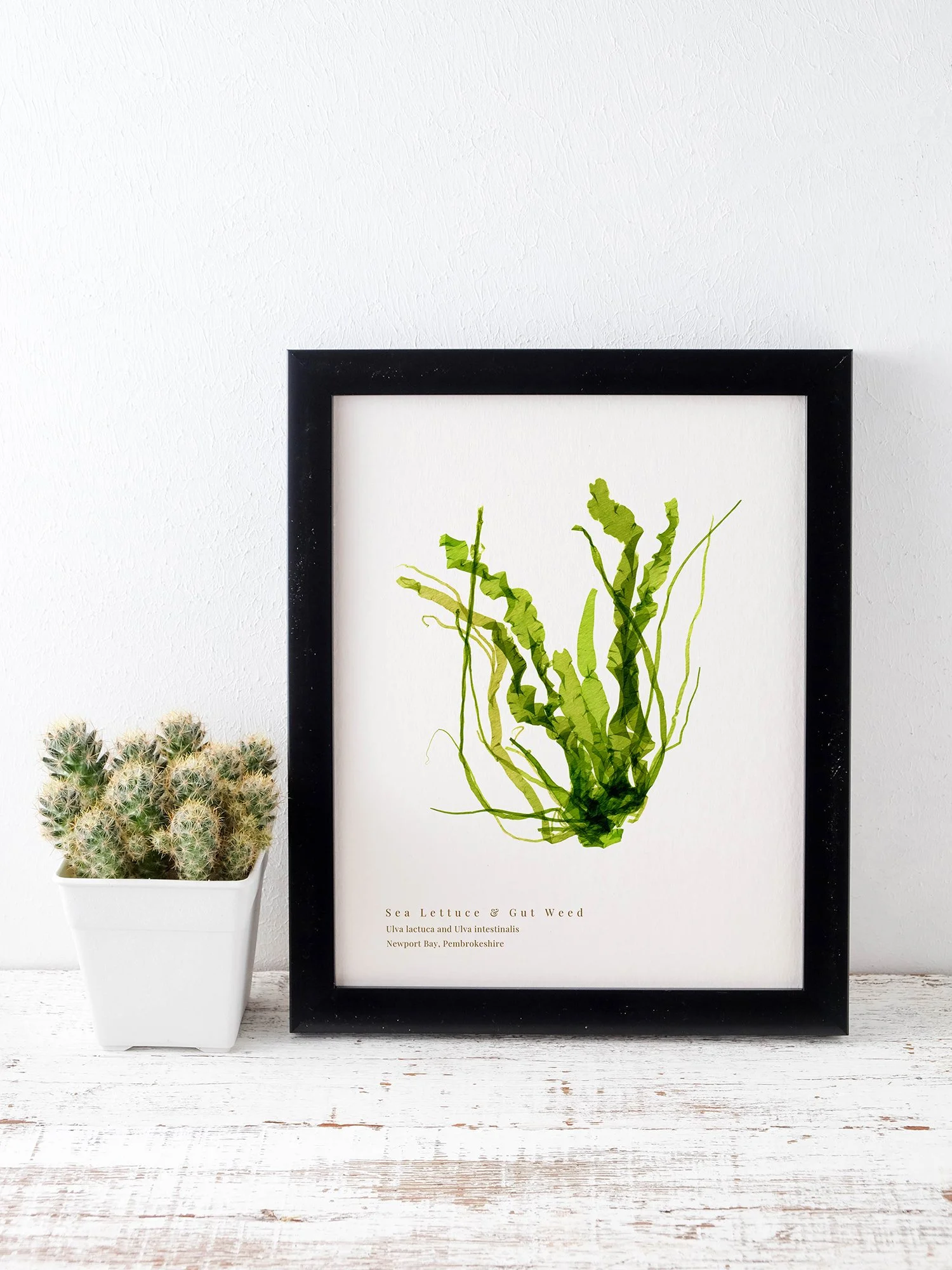 Sea Lettuce and Gut Weed print shown framed in black next to a cactus.