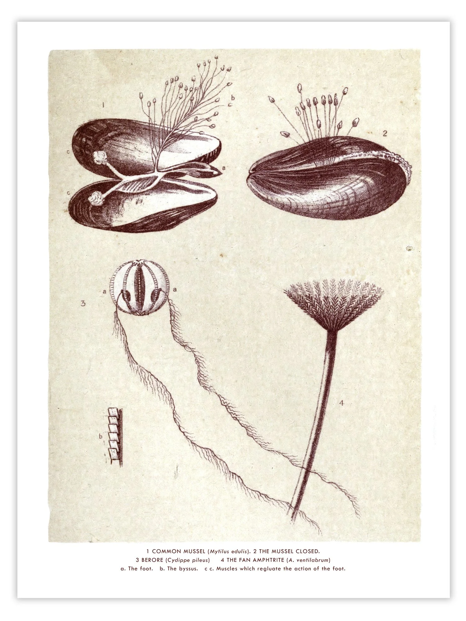 Mussels plate print from Glimpses Of Ocean Life c1860
