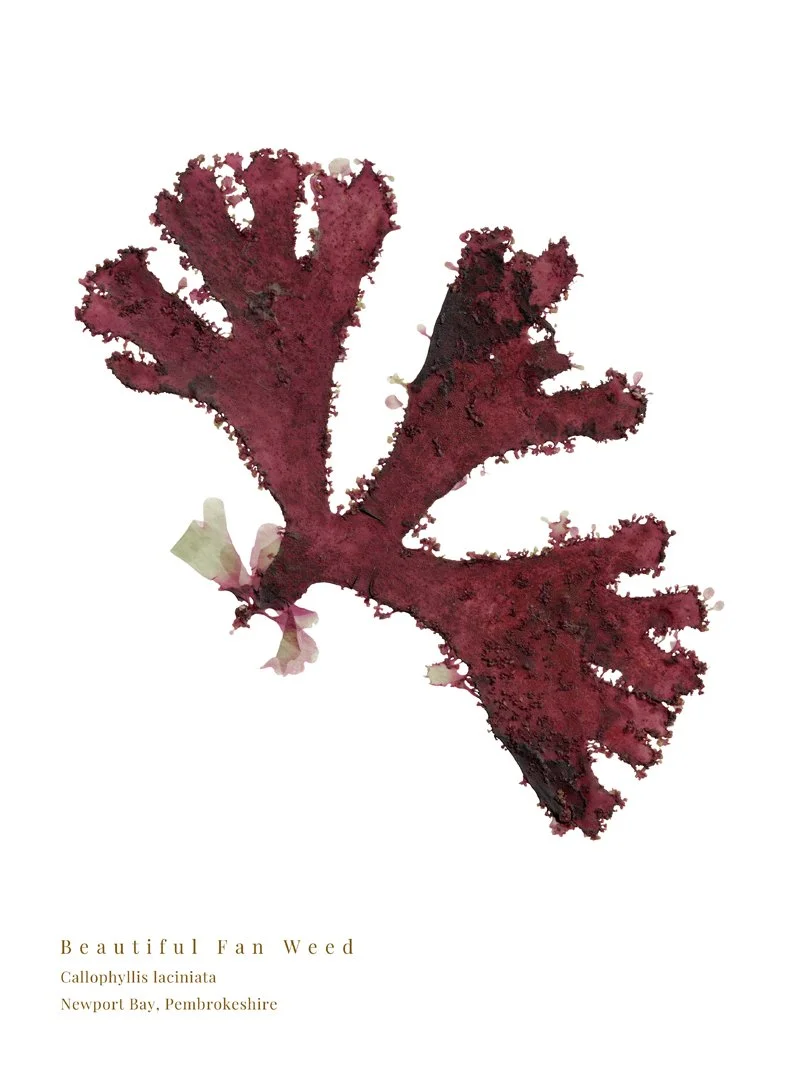 Pressed Beautiful Fan Weed 9 print