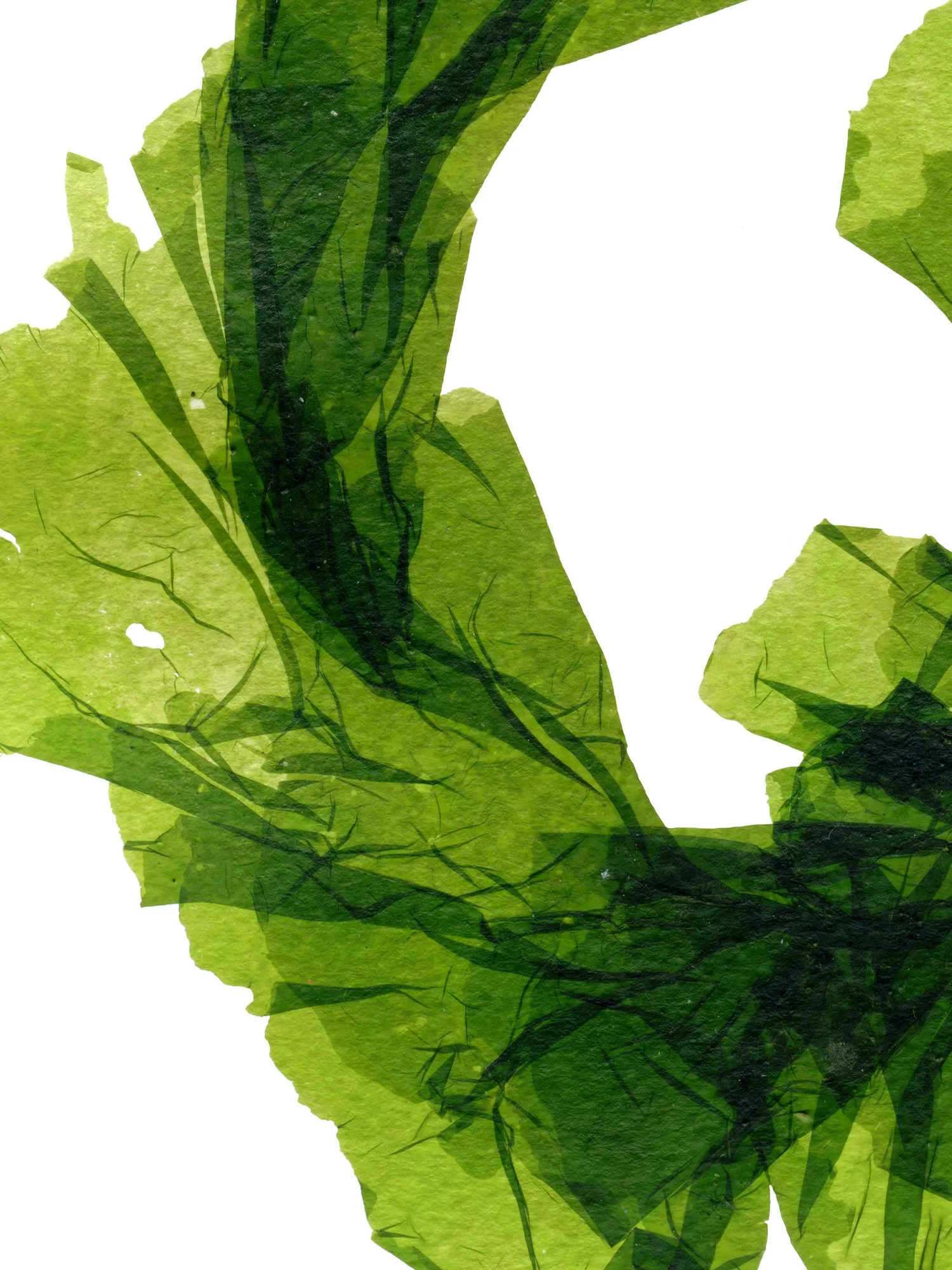 Detail taken from the Sea Lettuce 3 fine art print