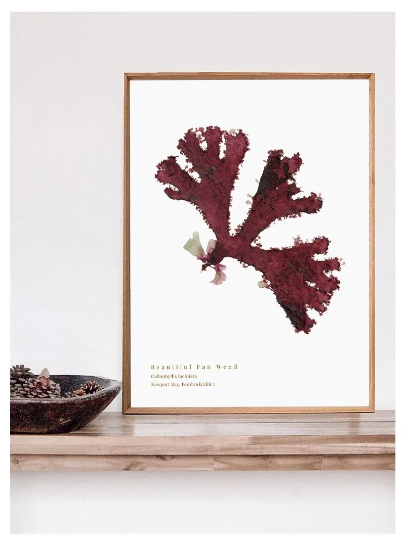 Beautiful Fan Weed 9 print