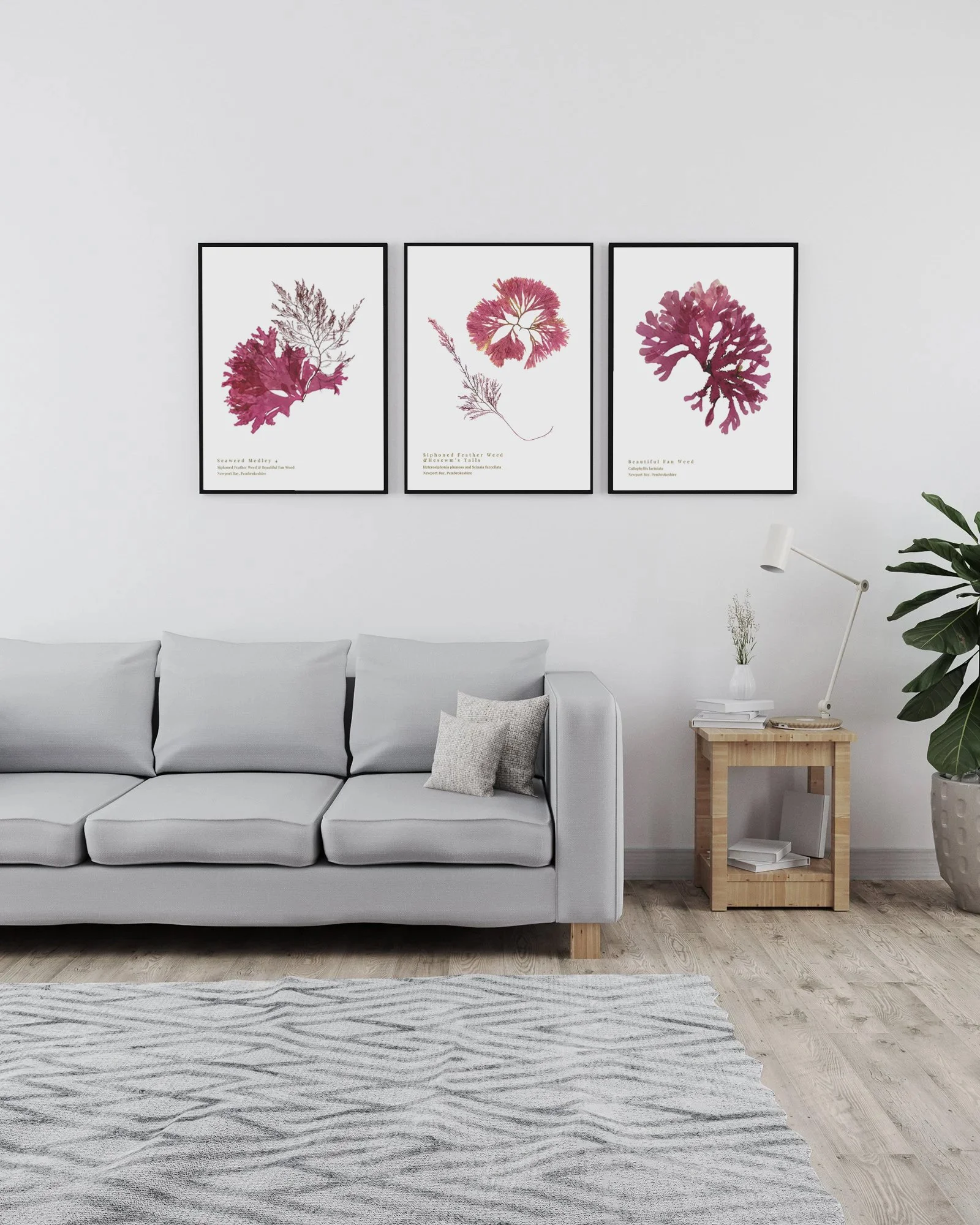 Our best selling 3 seaweed prints from April 2026