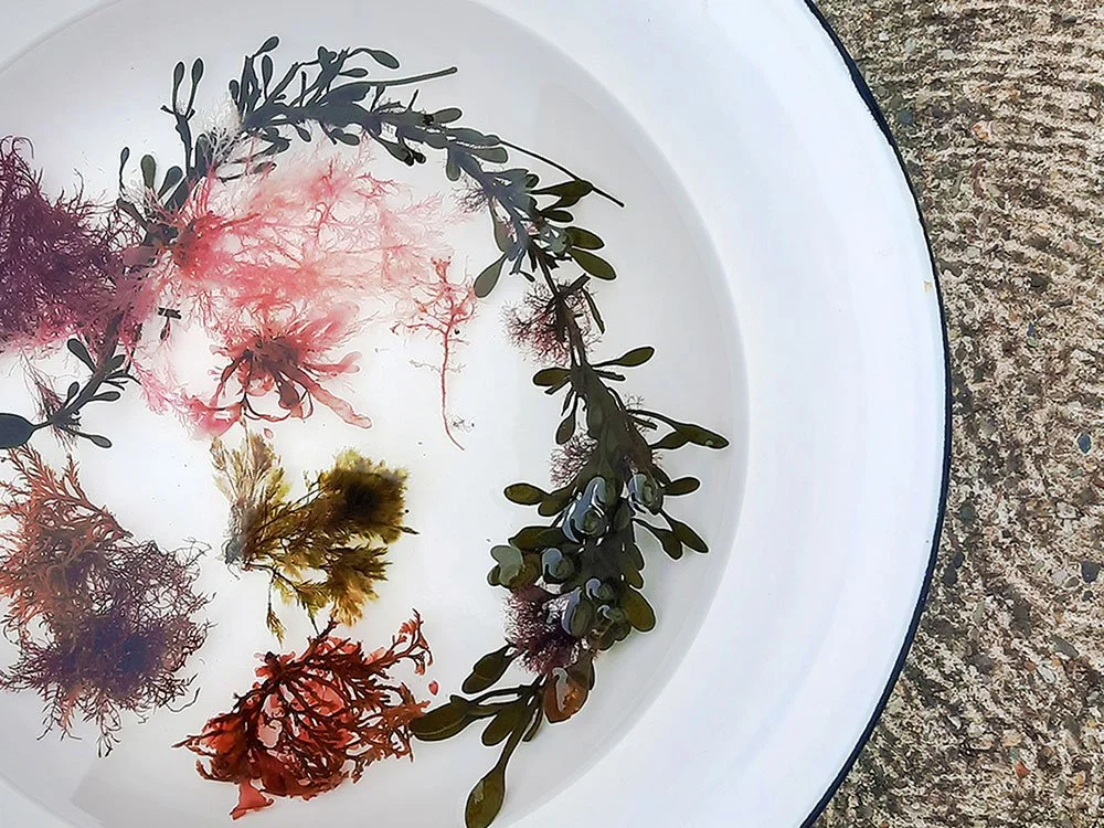 Image showing a bowl of foraged seaweeds ready to be pressed