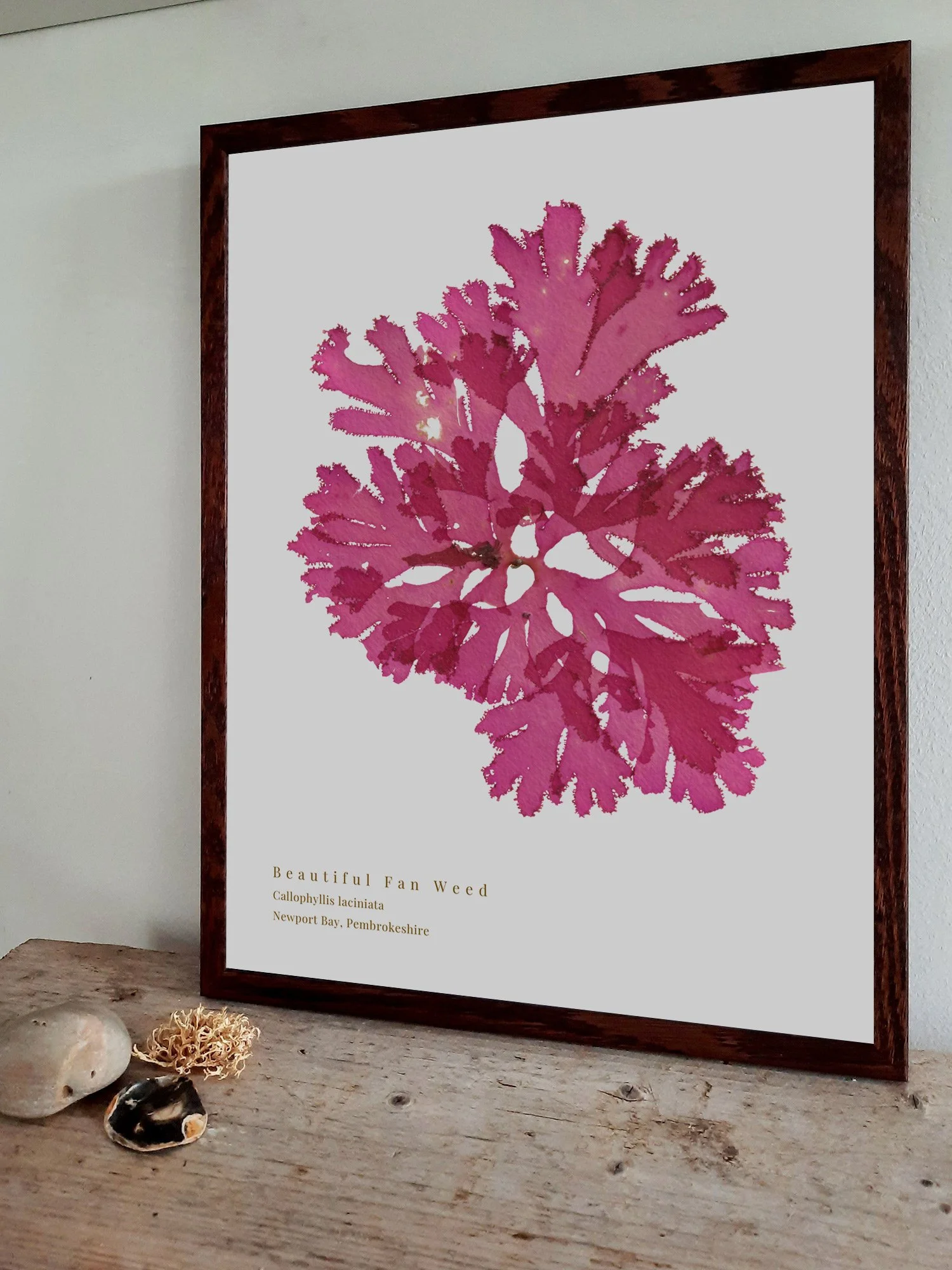 Beautiful Fan Weed 12 print shown framed in dark oak