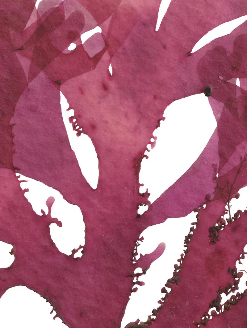 Detail taken from the Beautiful Fan Weed 8 print