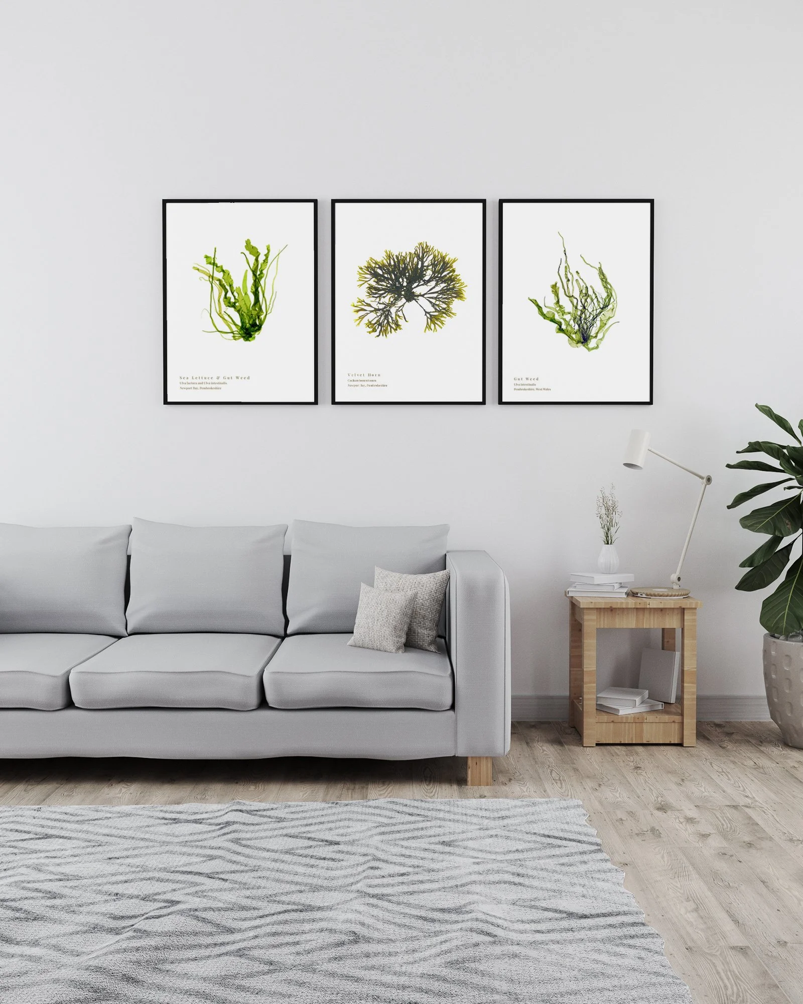 Our best selling seaweed prints from January 2026