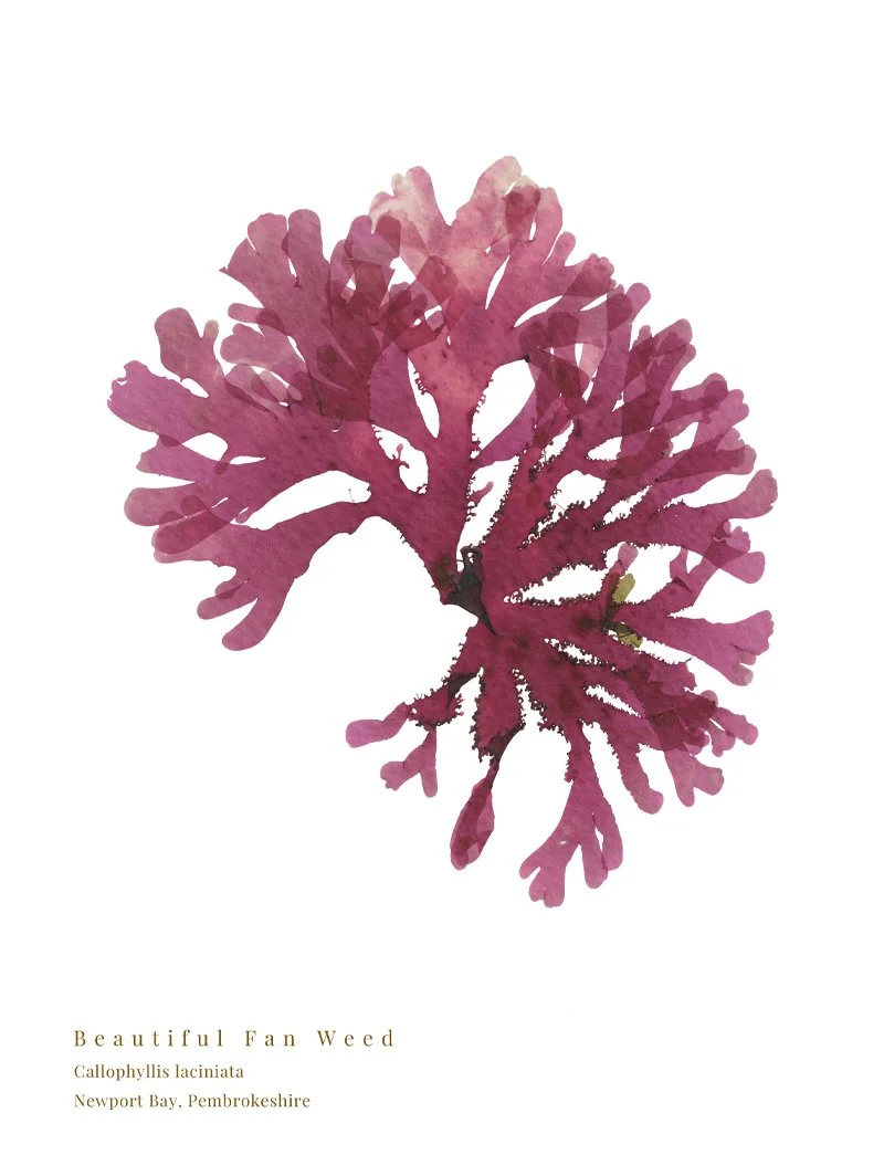 Beautiful Fan Weed 8 print