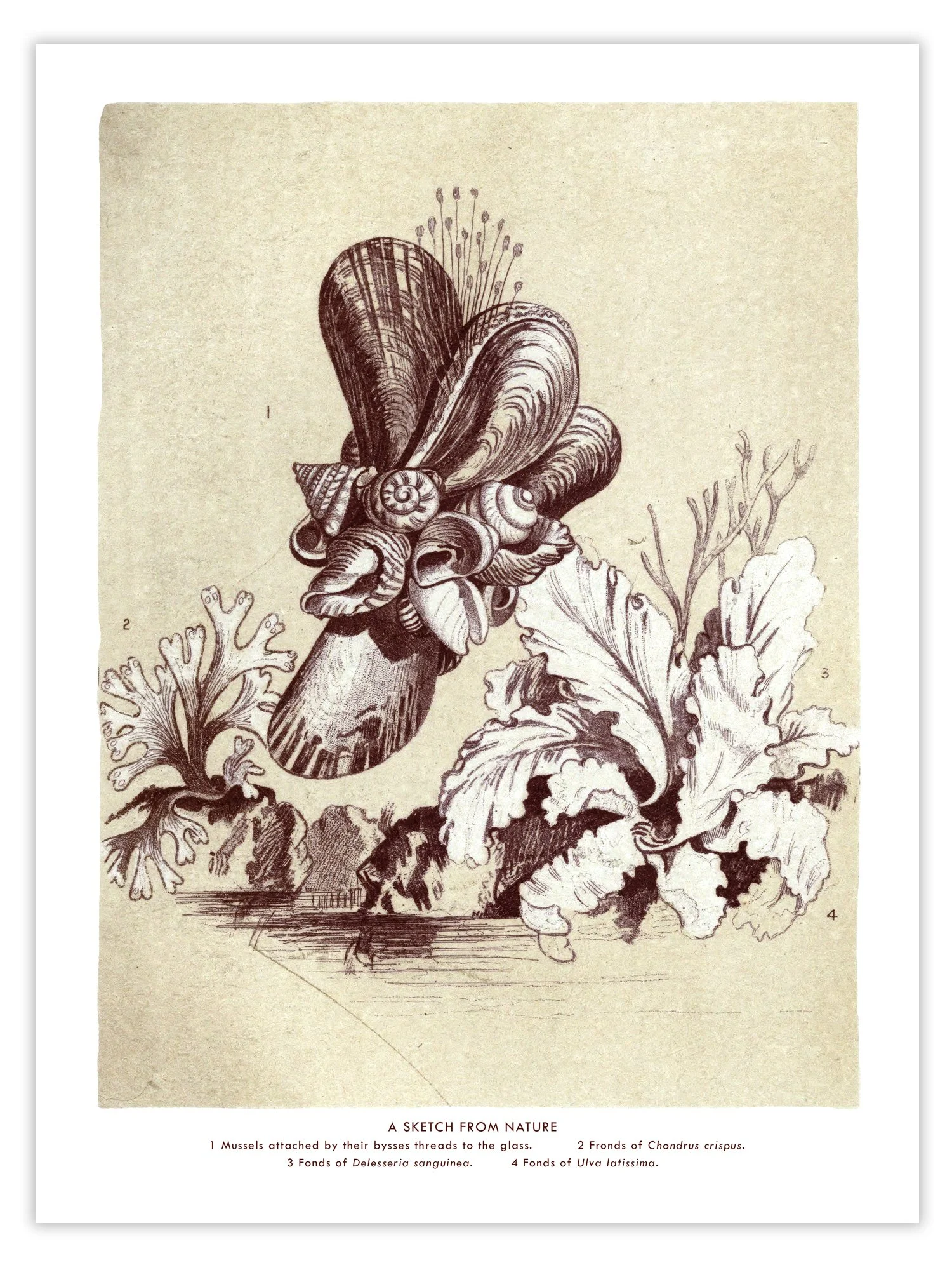 A Sketch From Nature print.