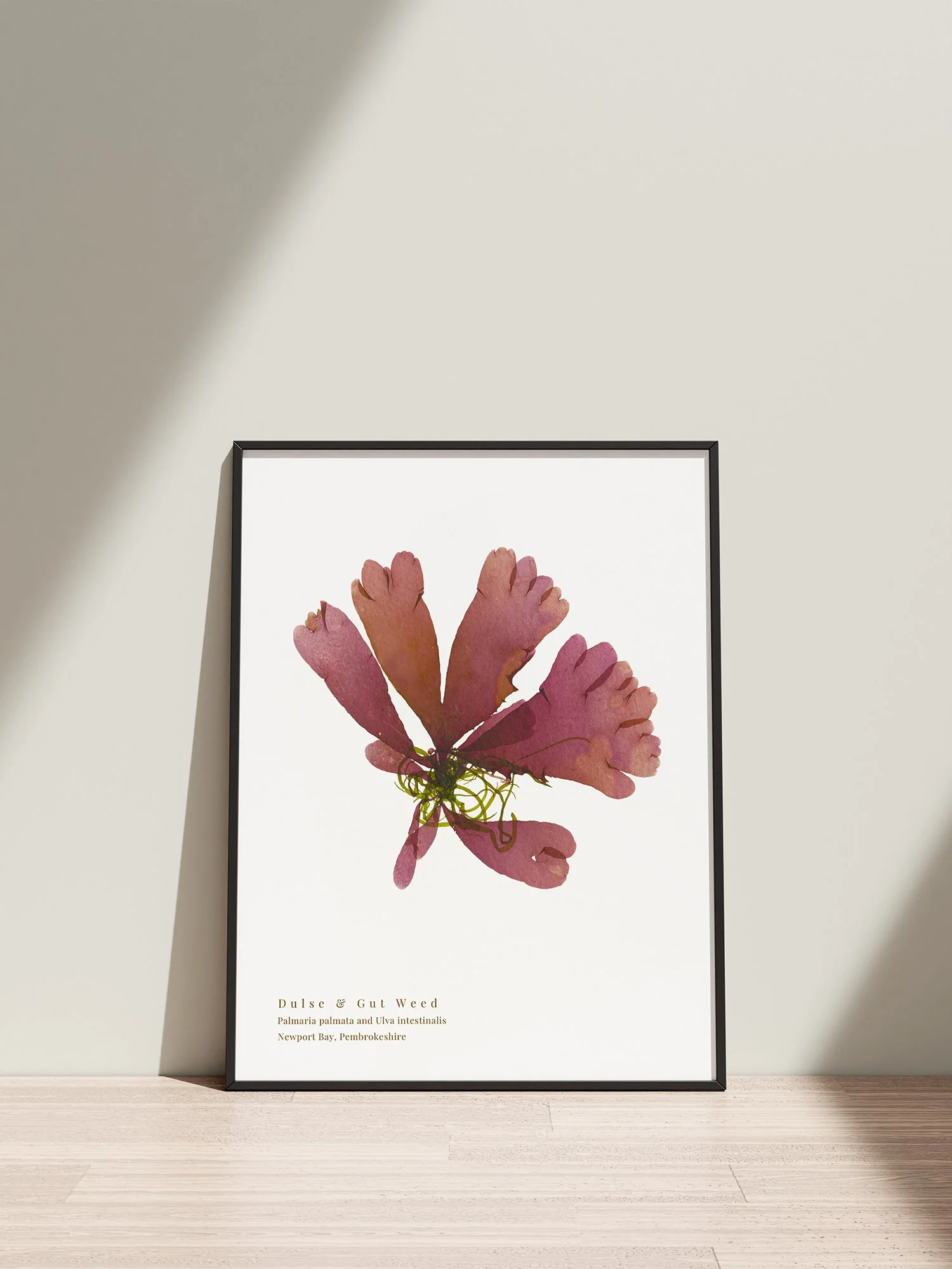 Dulse and Gut Weed seaweed print, shown framed against a white wall.