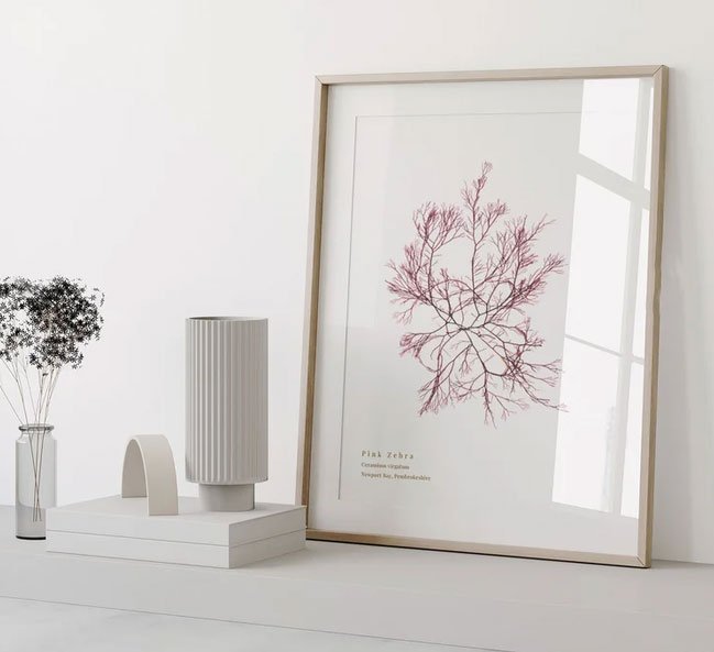 Umage showing our Pink Zebra seaweed print in a frame