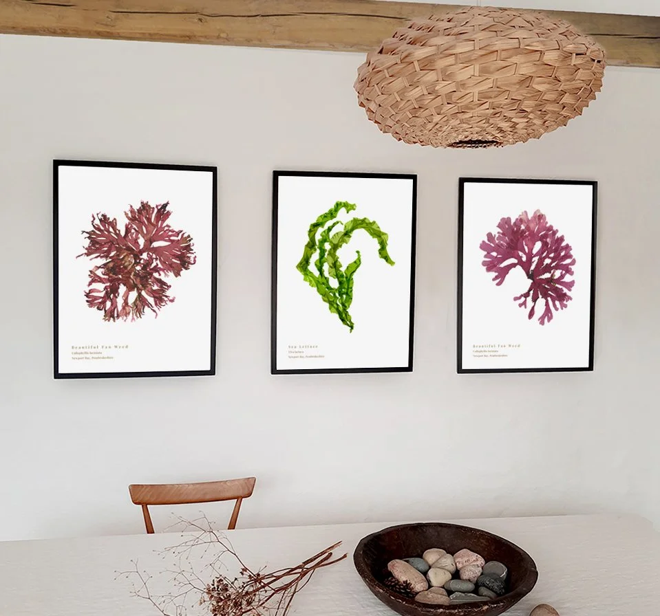 new-beautiful-fan-weeds-and-sea-lettuce-prints.jpg