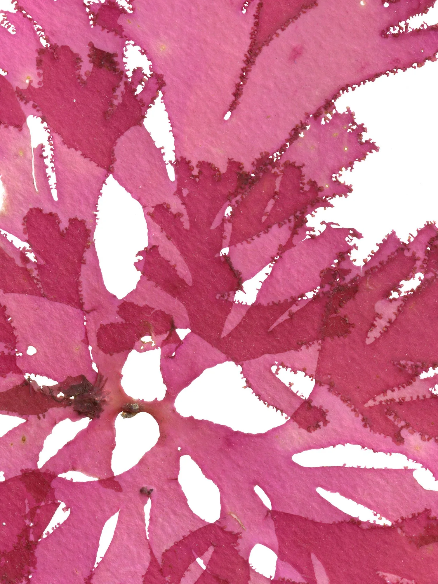 Detail taken from the Beautiful Fabn Weed 12 print