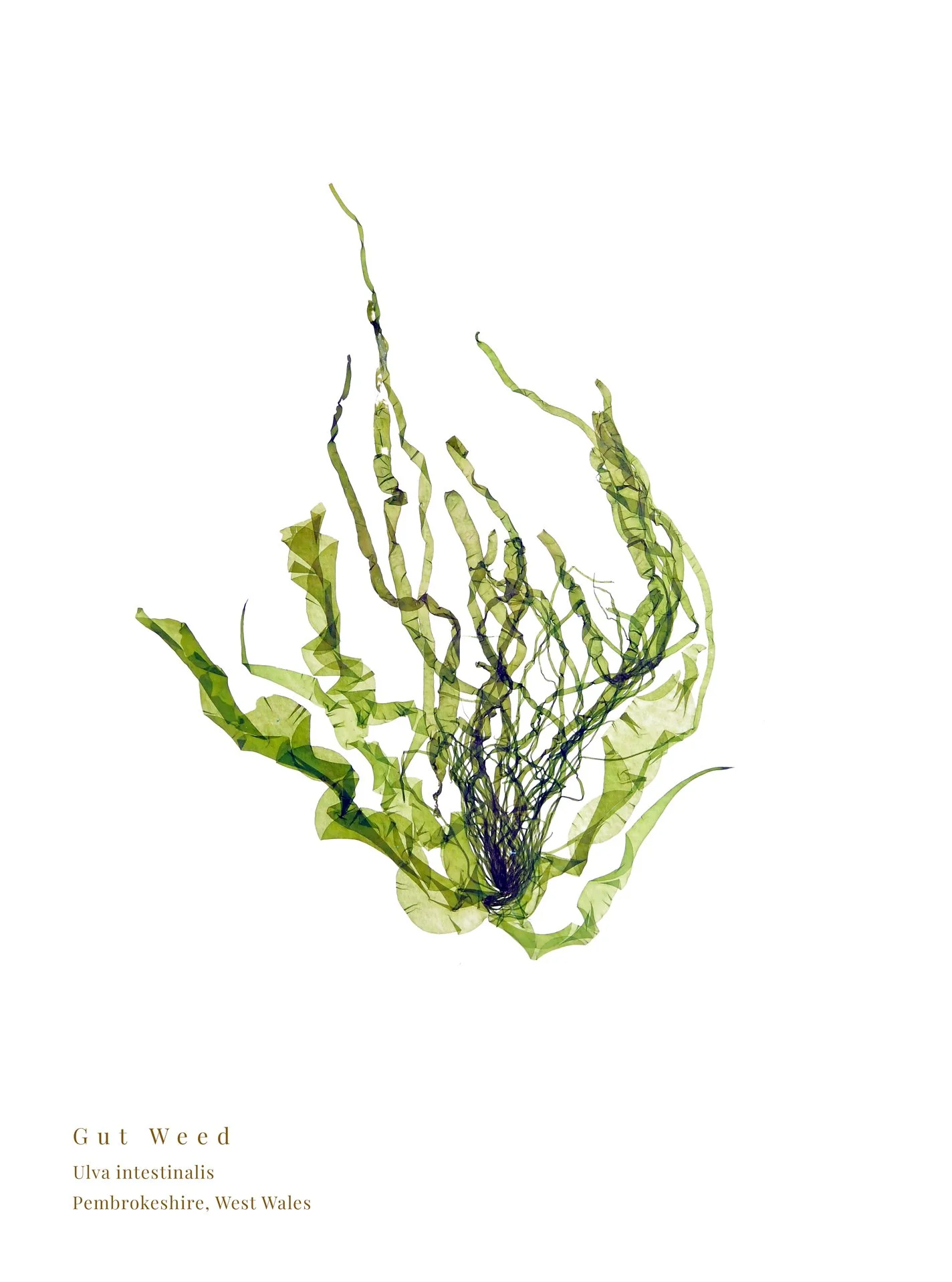 Gut Weed pressed seaweed print