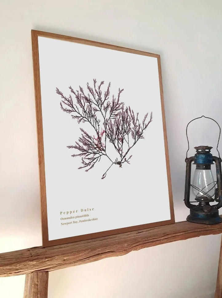 Pepper Dulse 2 print