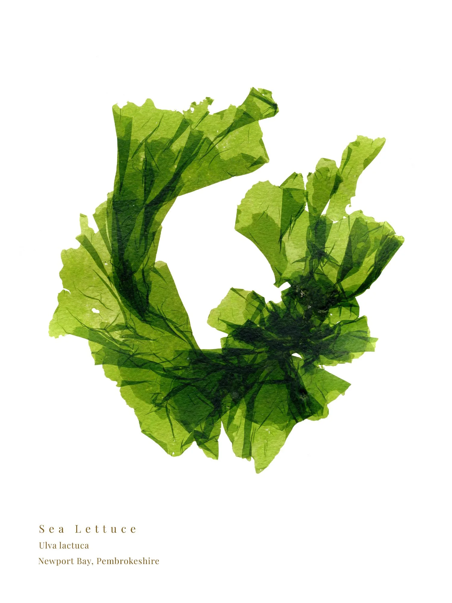 Sea Lettuce 3 fine art print