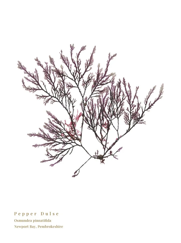 Print created from a hand pressed Pepper Dulse seaweed.