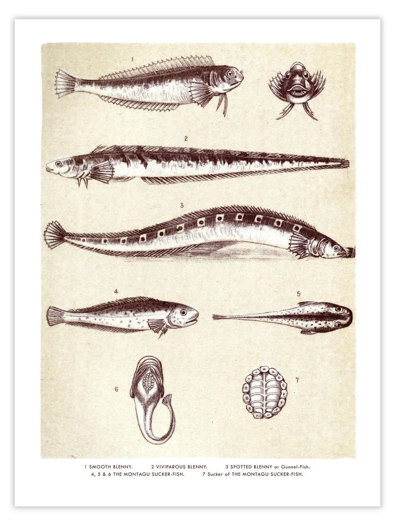 Print of the fish plate from Glimpses Of Ocean Life