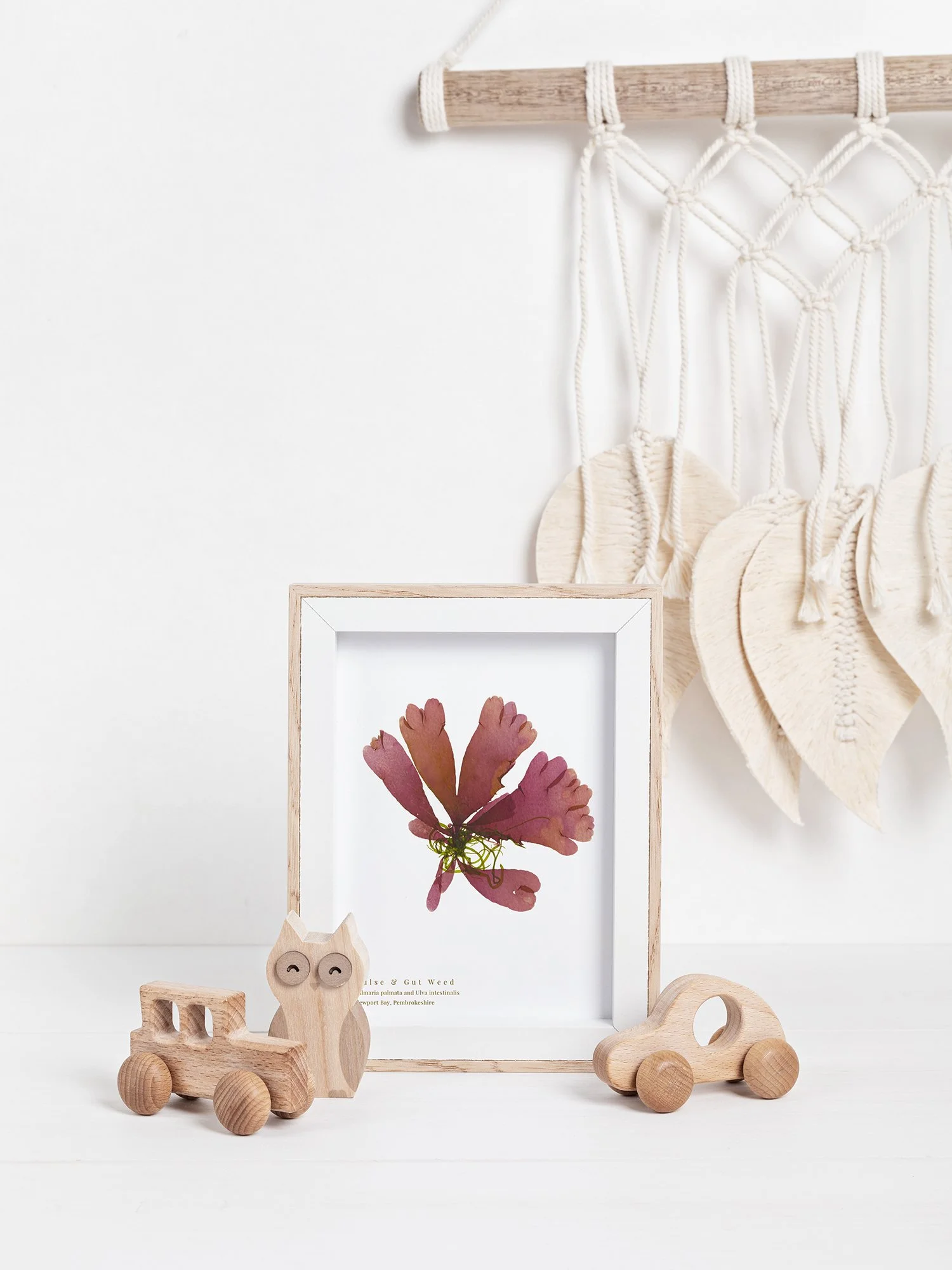 Dulse and Gut Weed print shown framed in a childrens rooms setting.